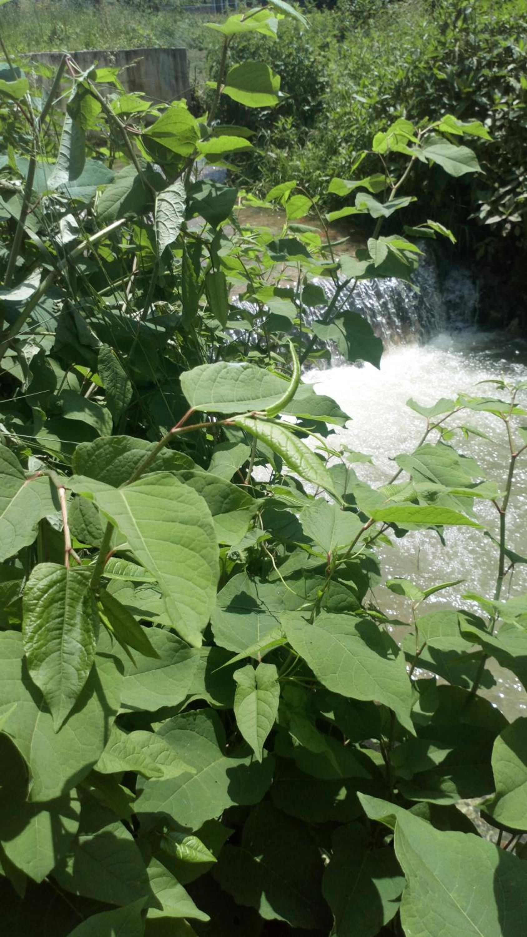 Cottage Forest Stream