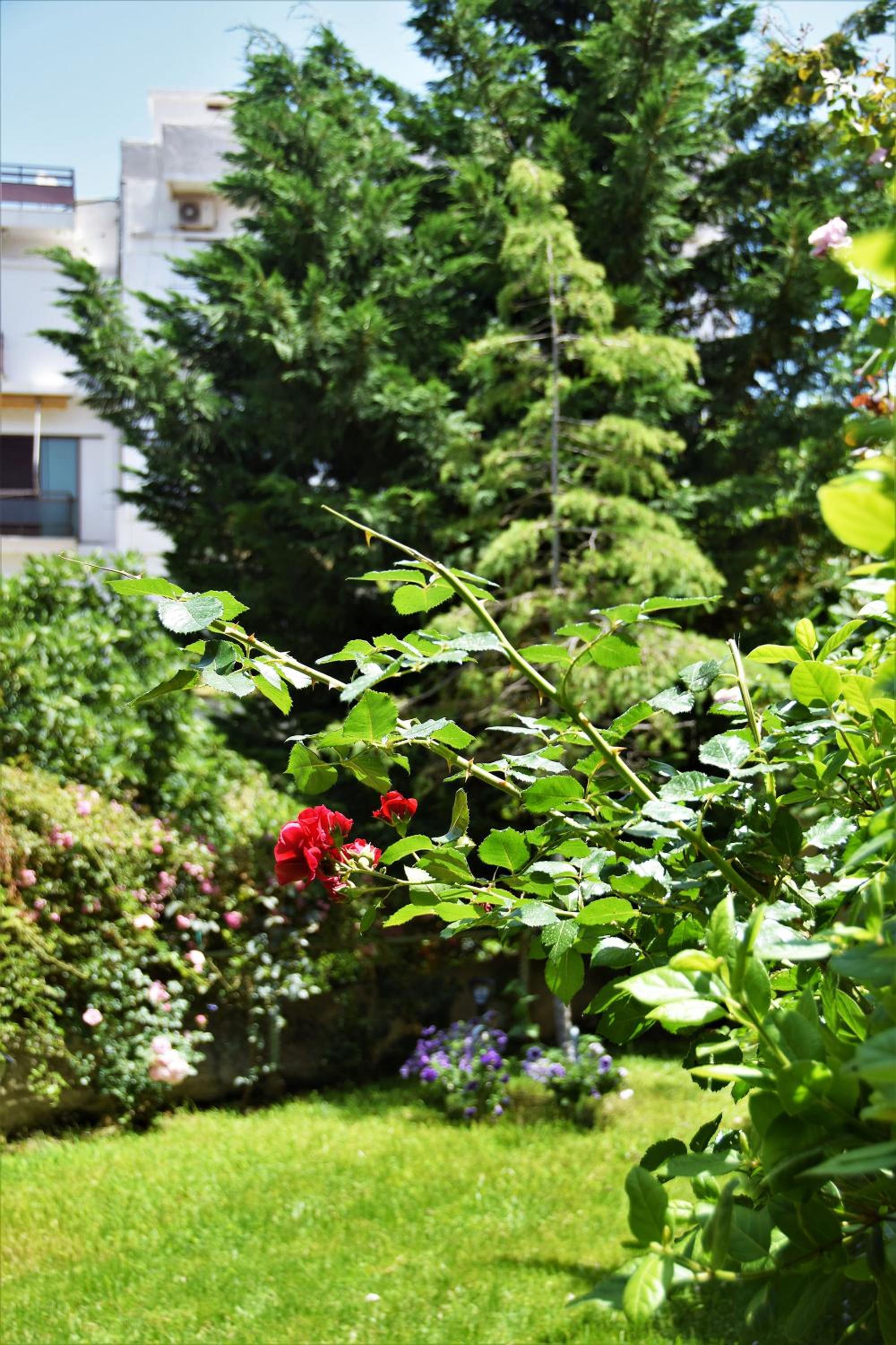 Avgi Garden House Chania with private entrance view 4