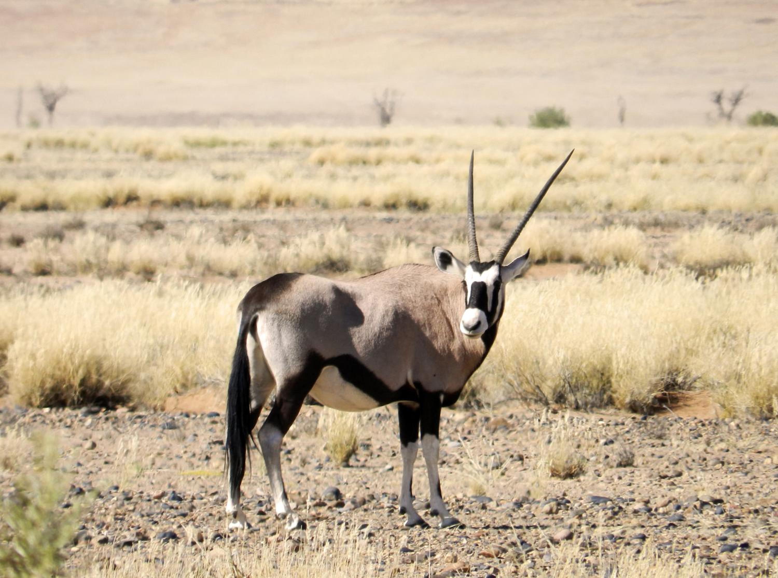 Sossusvlei Lodge