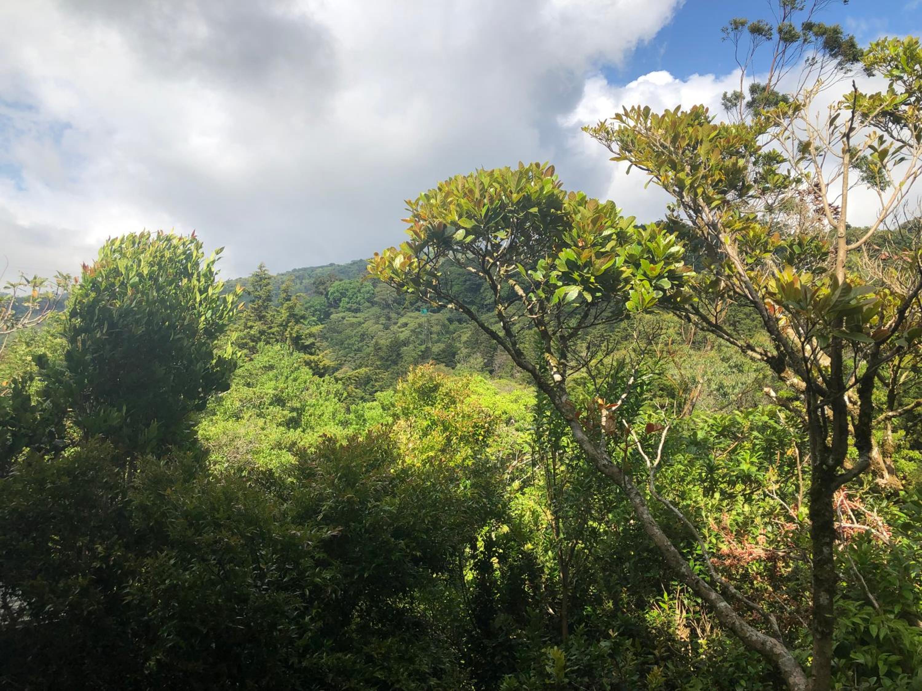 Cantos Del Bosque