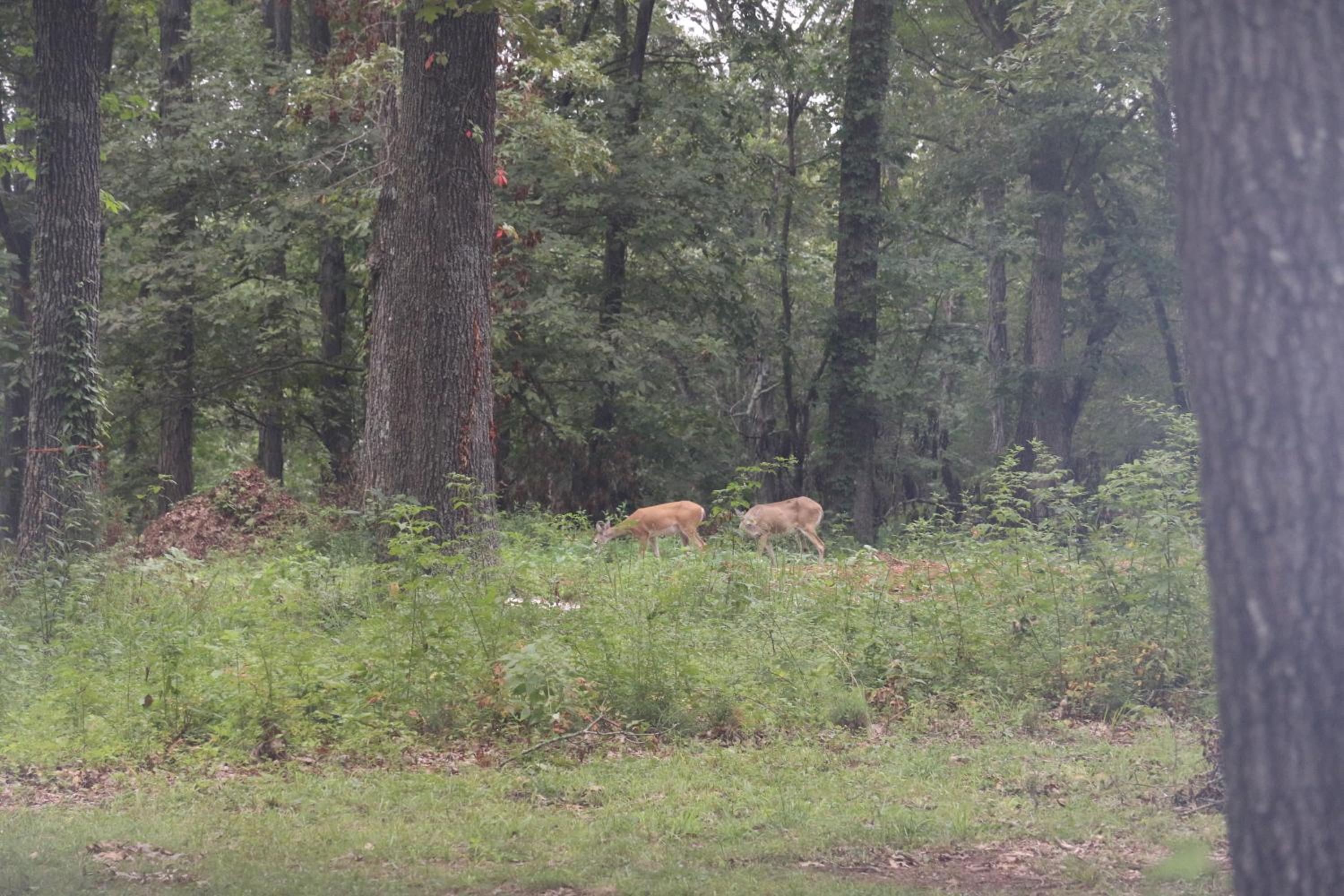 Cedar Grove Inn view 5