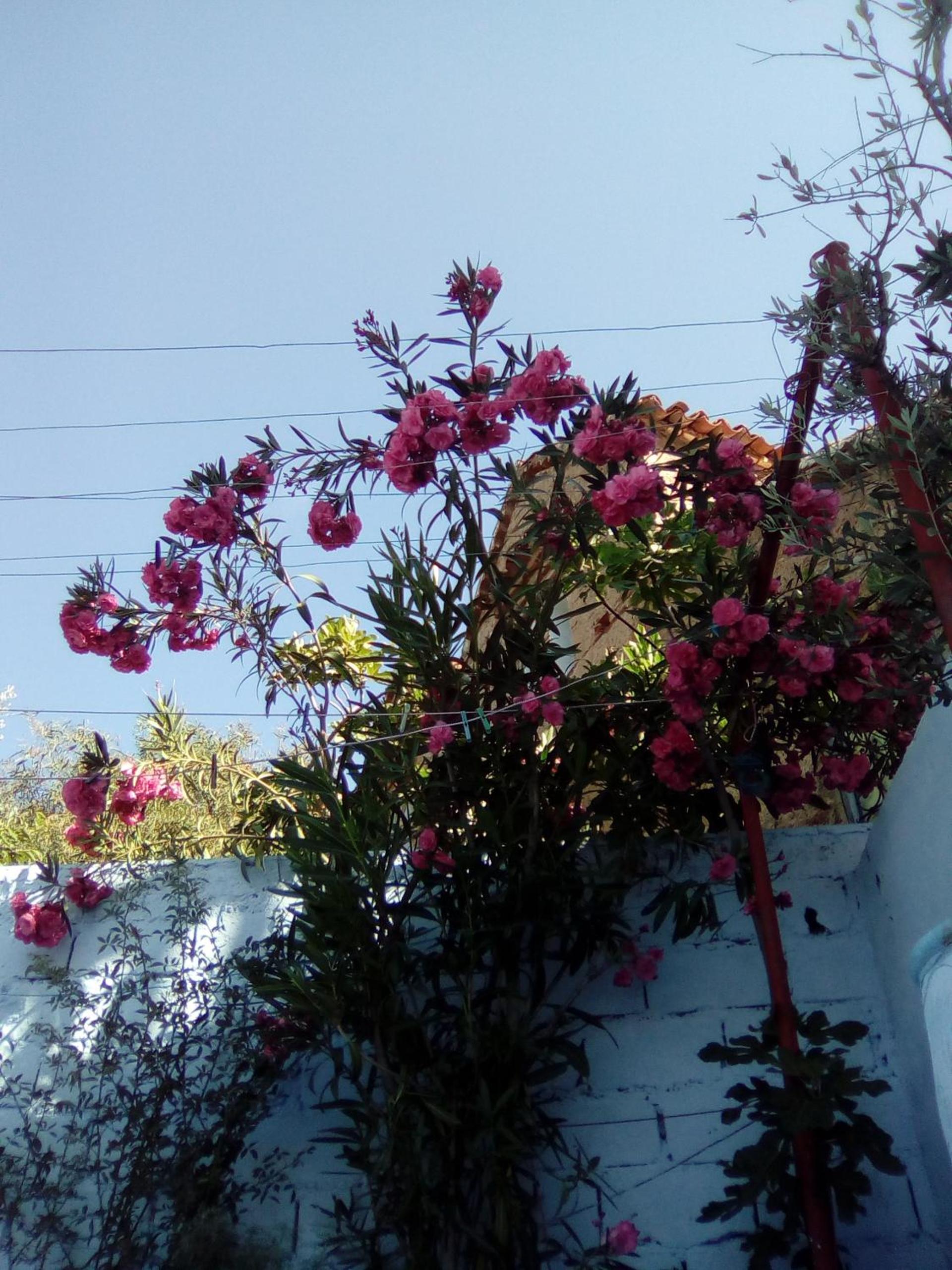 Photo 38