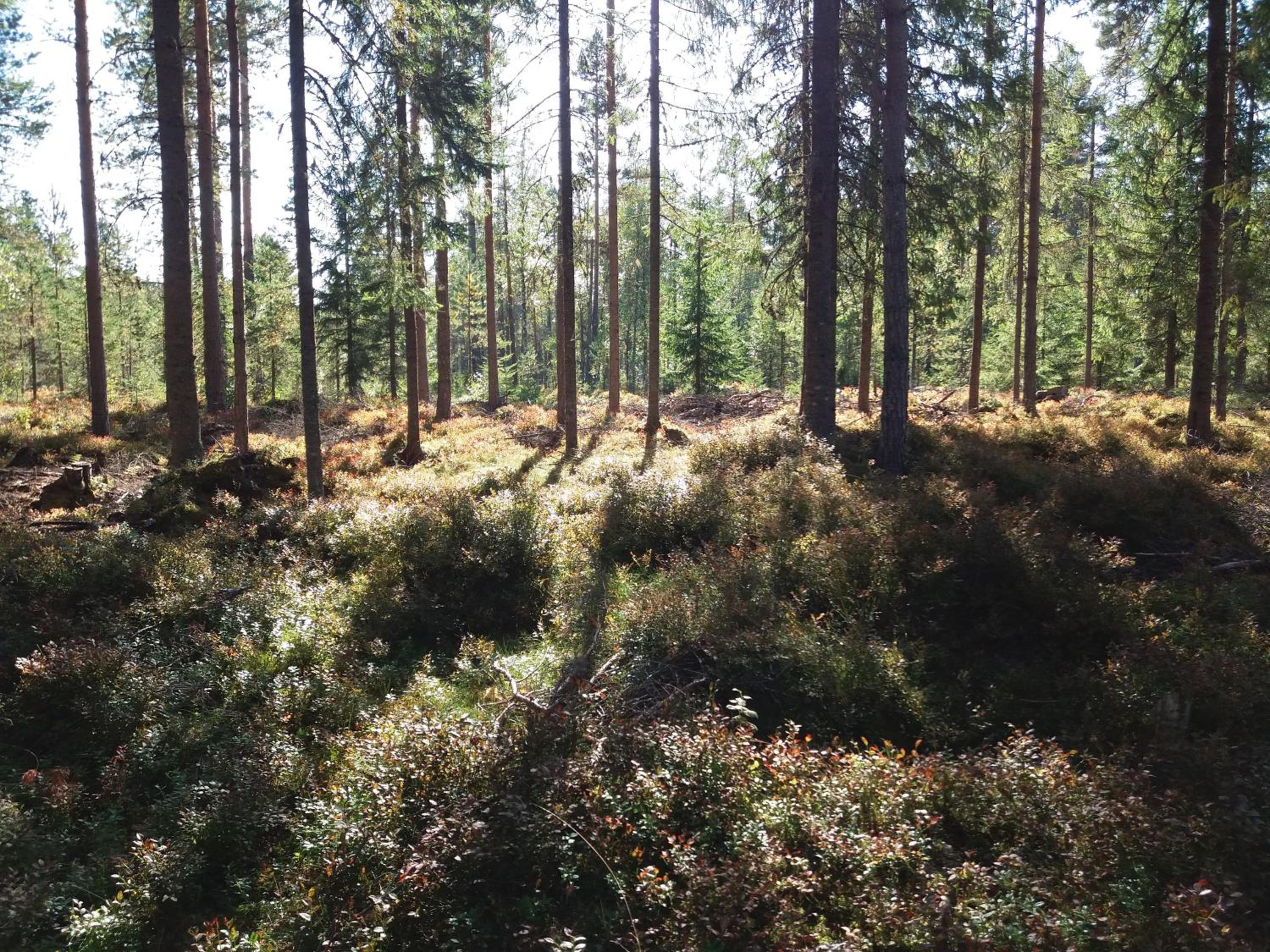 Photo 20