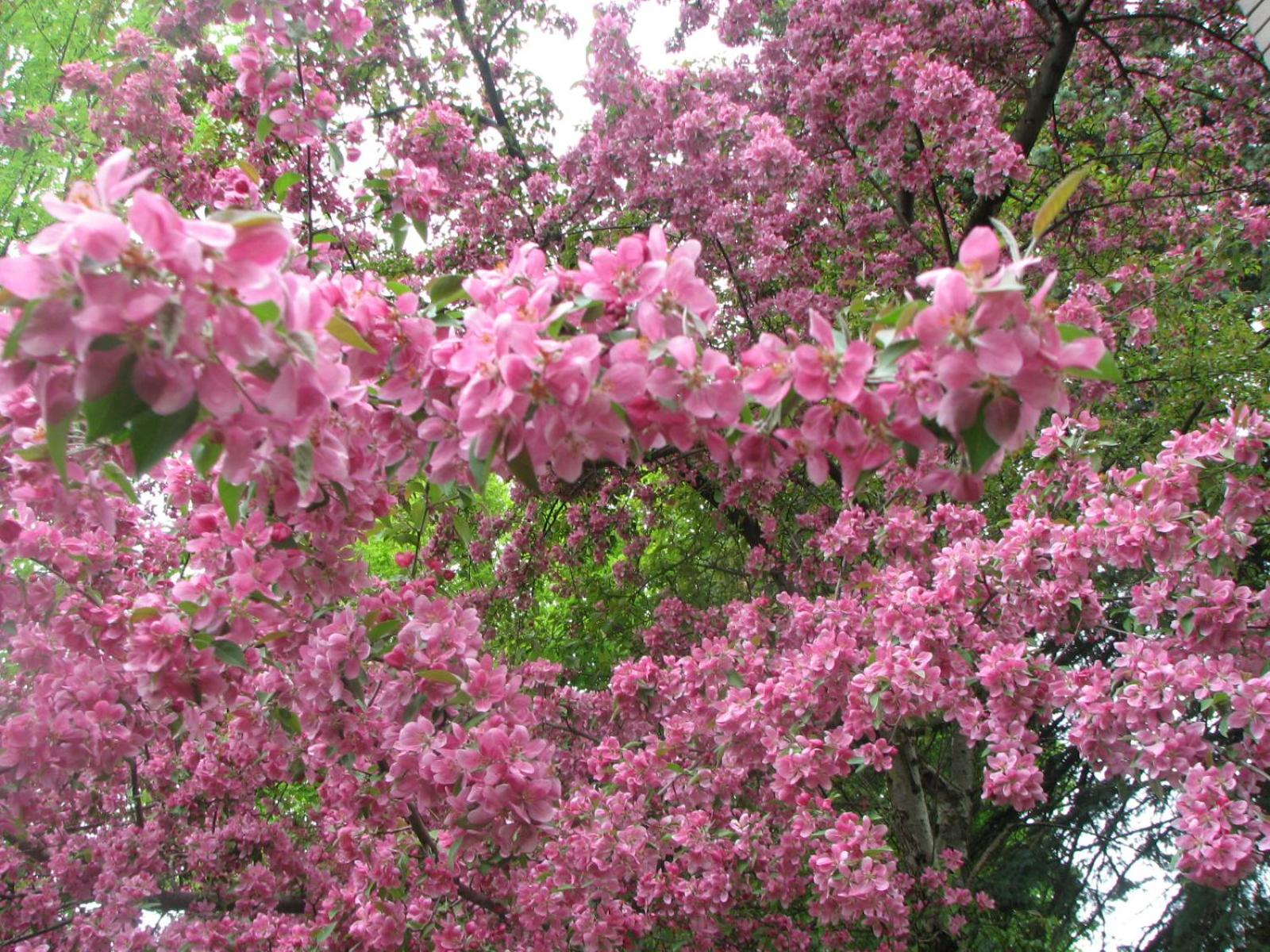 Magnolia B&B