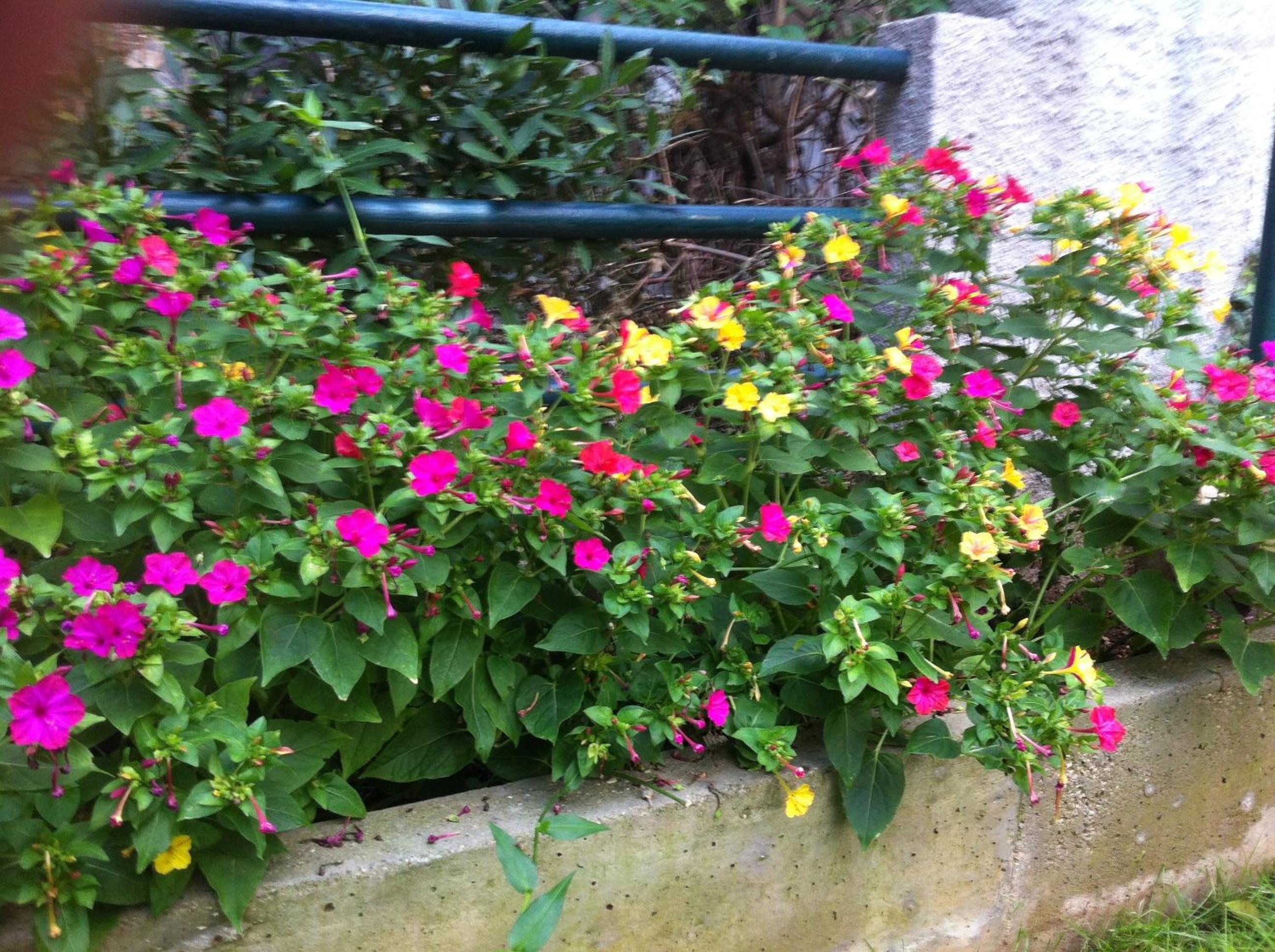 Guesthouse Liska