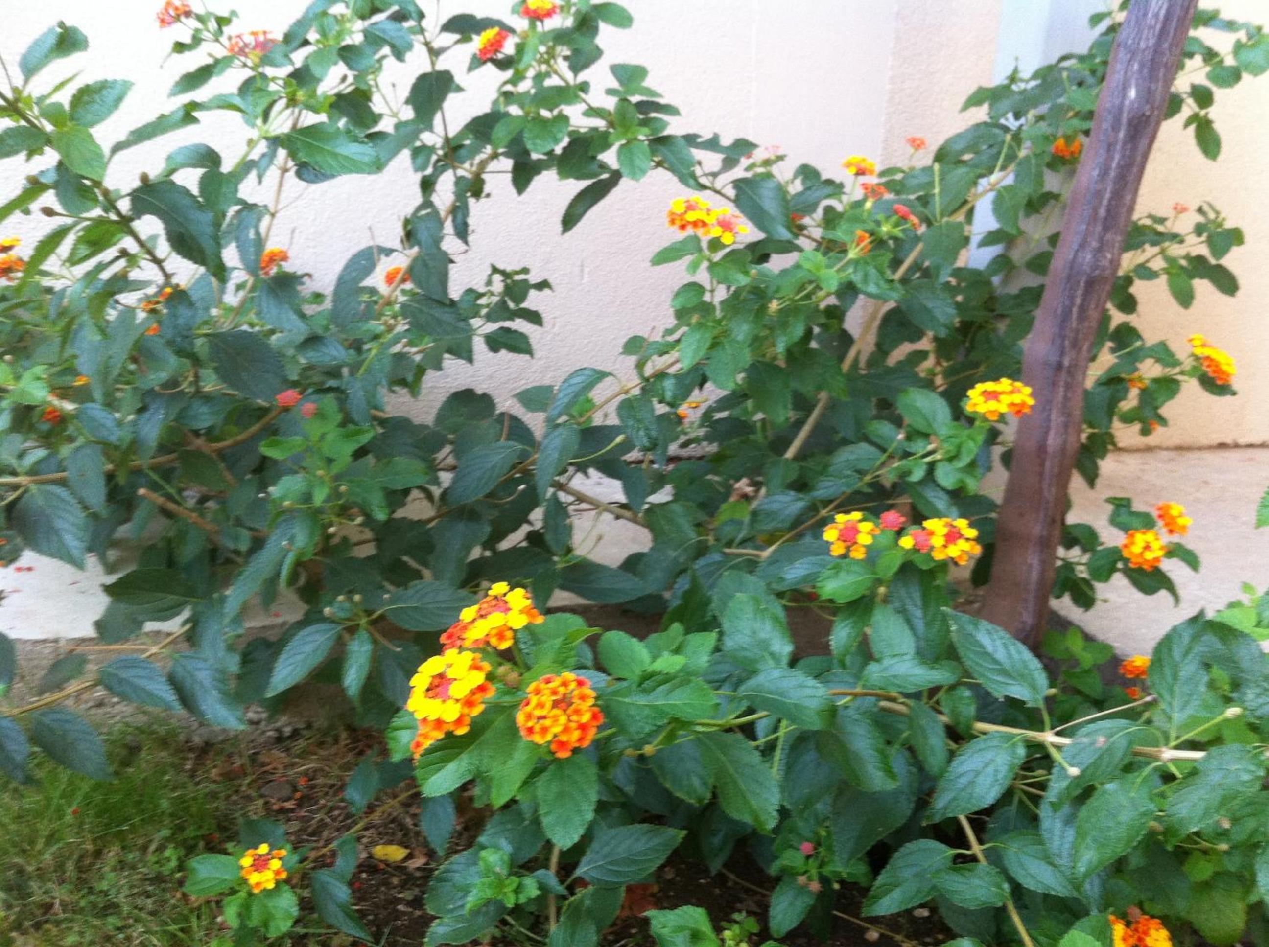 Guesthouse Liska
