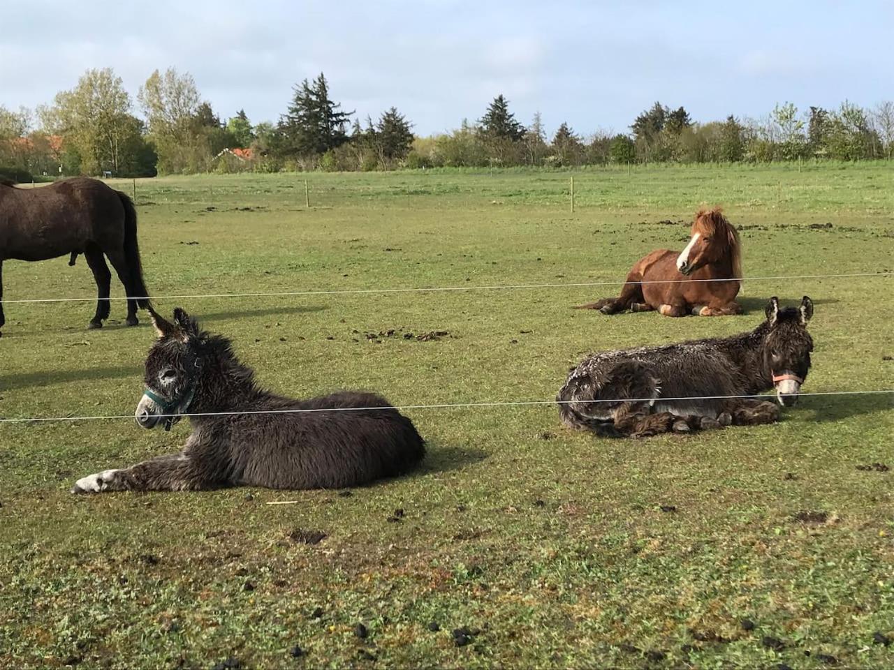 BB-Vadehavet Ferielejlighed til 6 personer ved Nationalpark Vadehavet