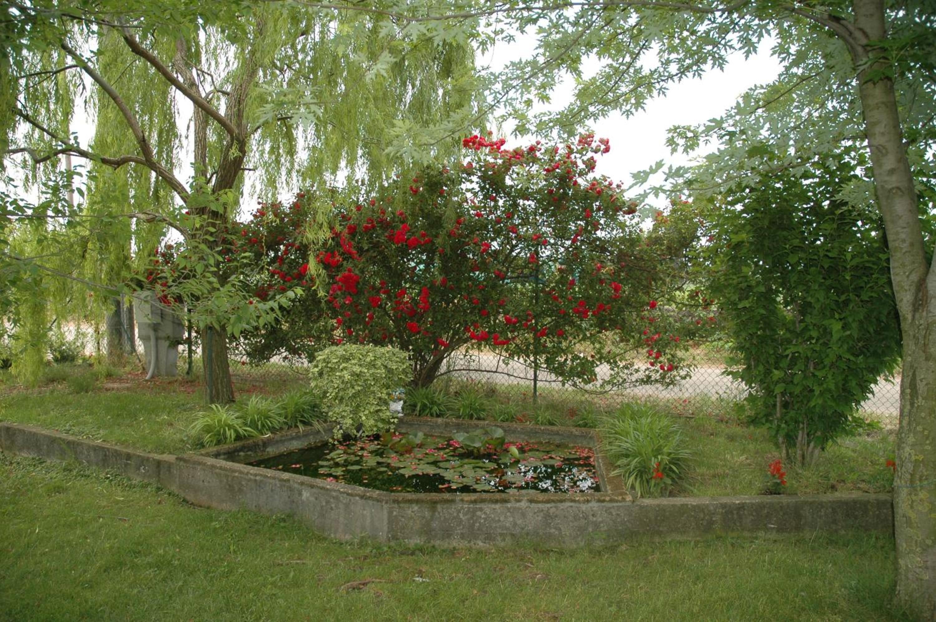 Rose Rosse, photo 22