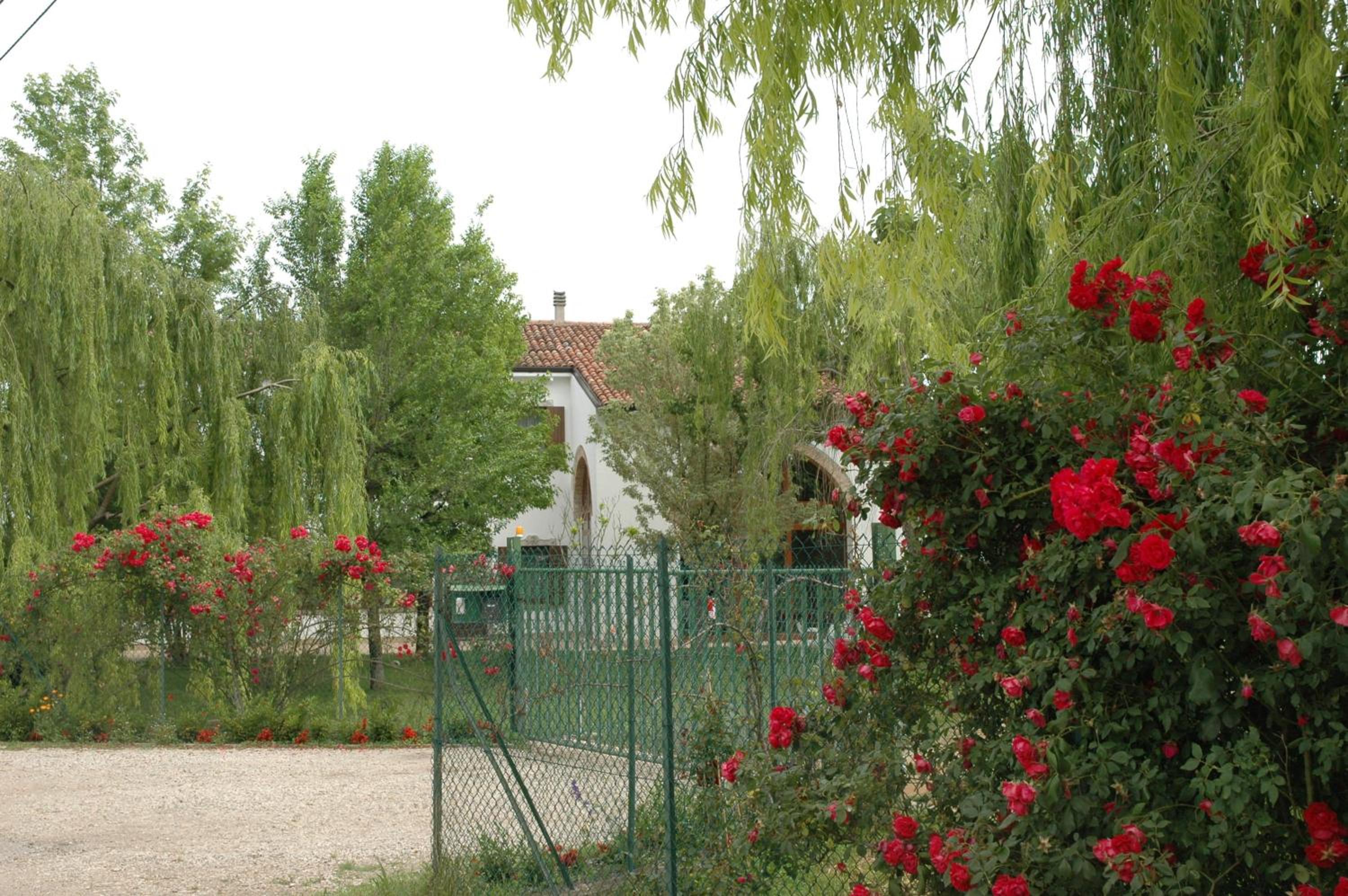 Rose Rosse, photo 14