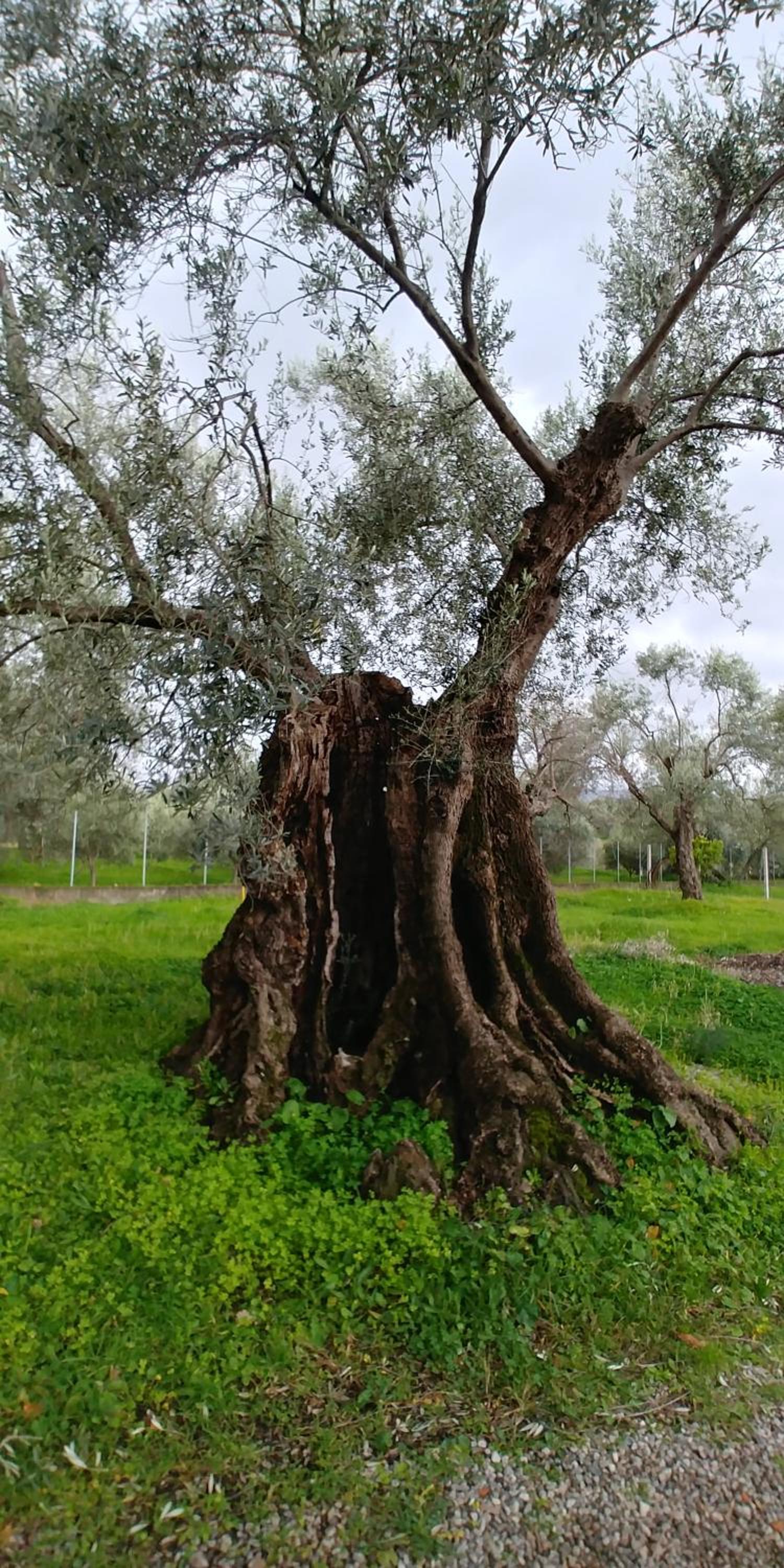 La Piana degli Ulivi