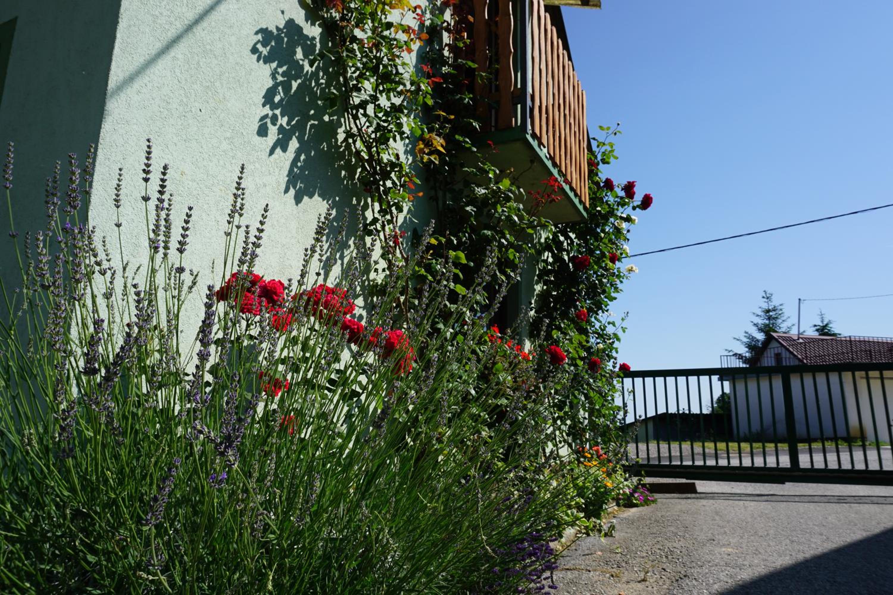 Photo 11