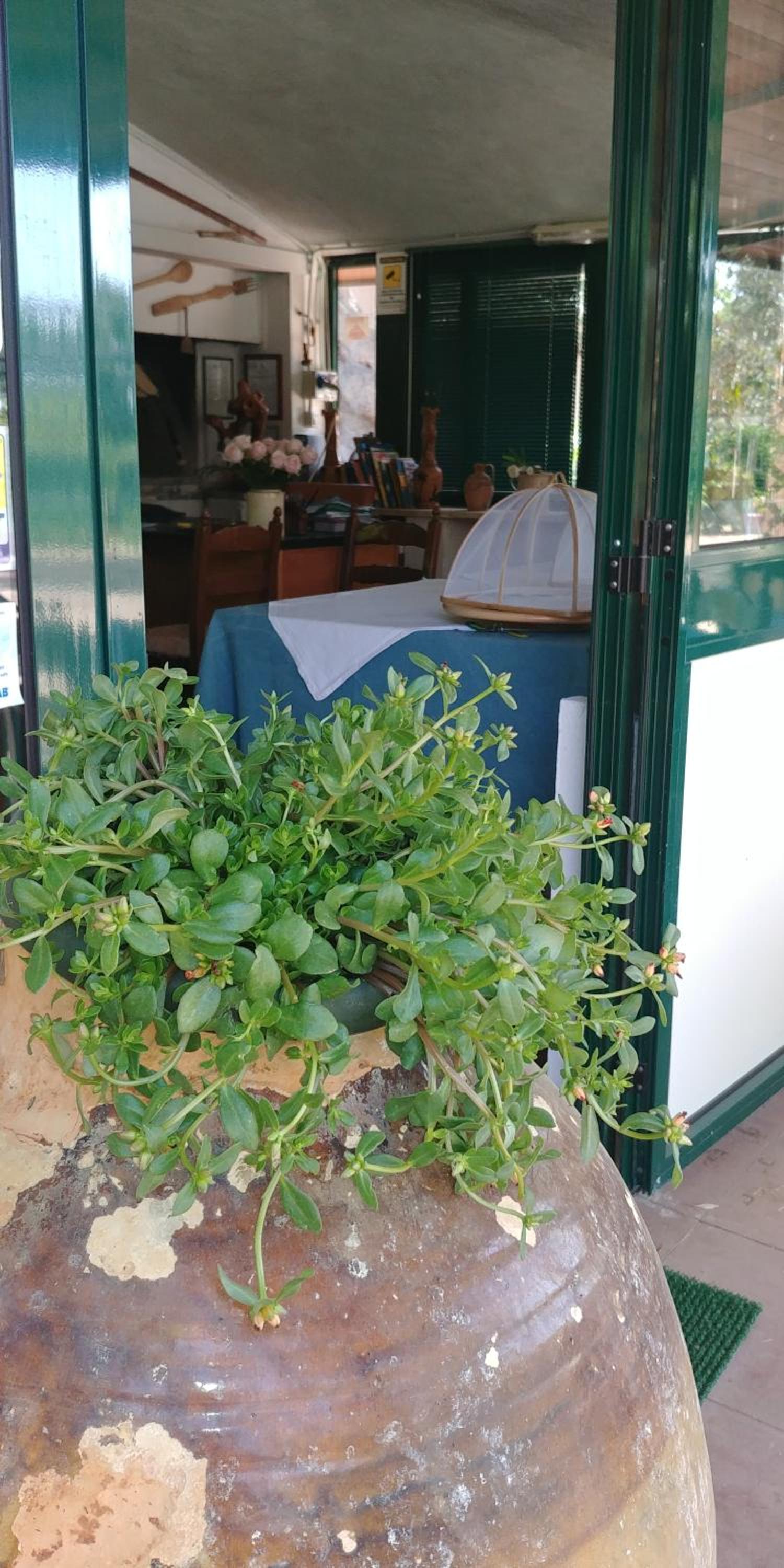 La Piana degli Ulivi