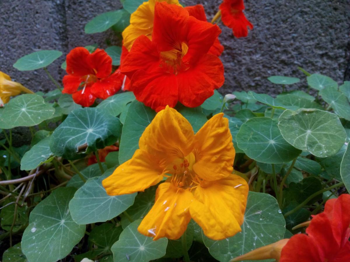 Photo 45