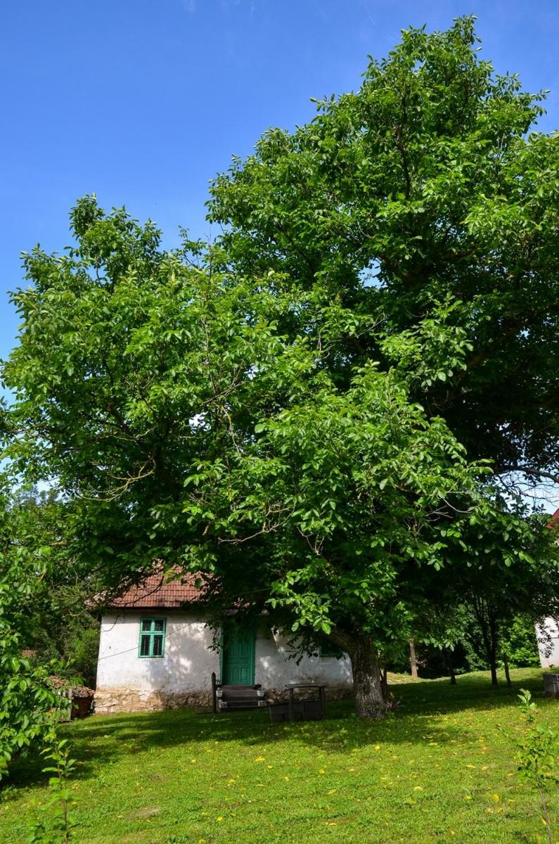 Photo 21
