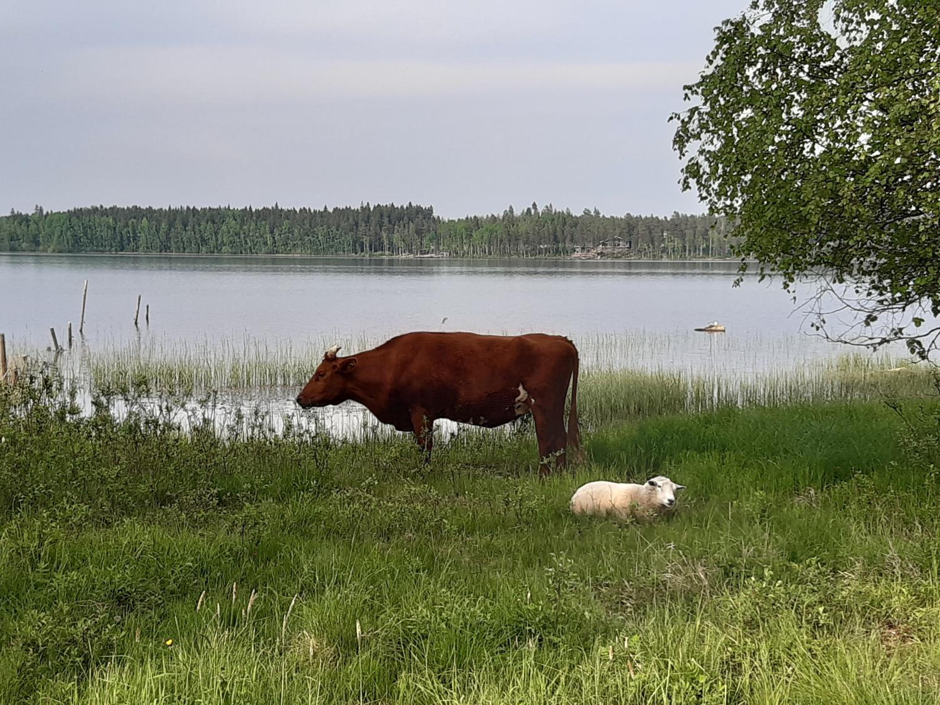 Hyvölän Mökit view 5
