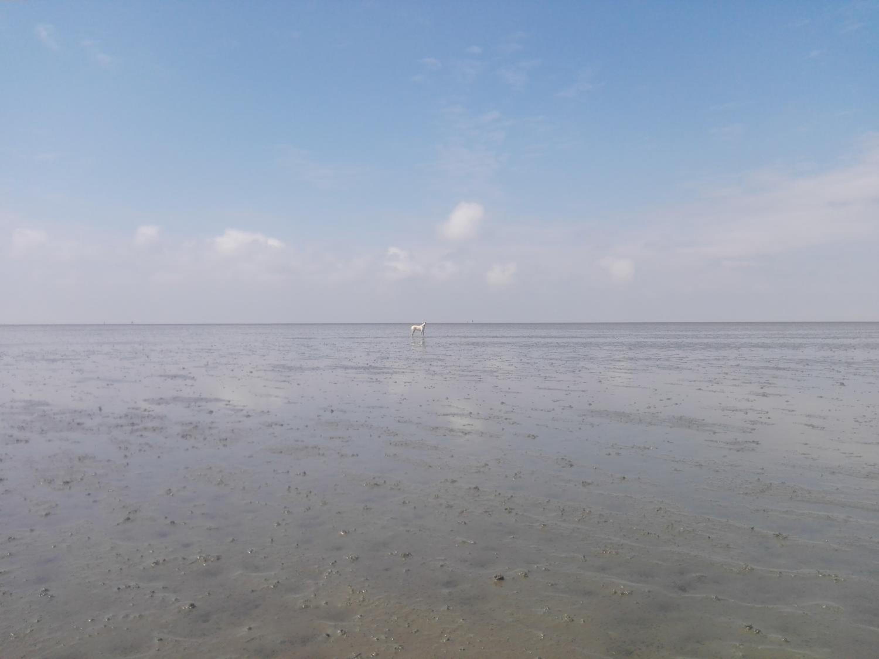 Ellie-Ferienhaus Strandräuber - VS1