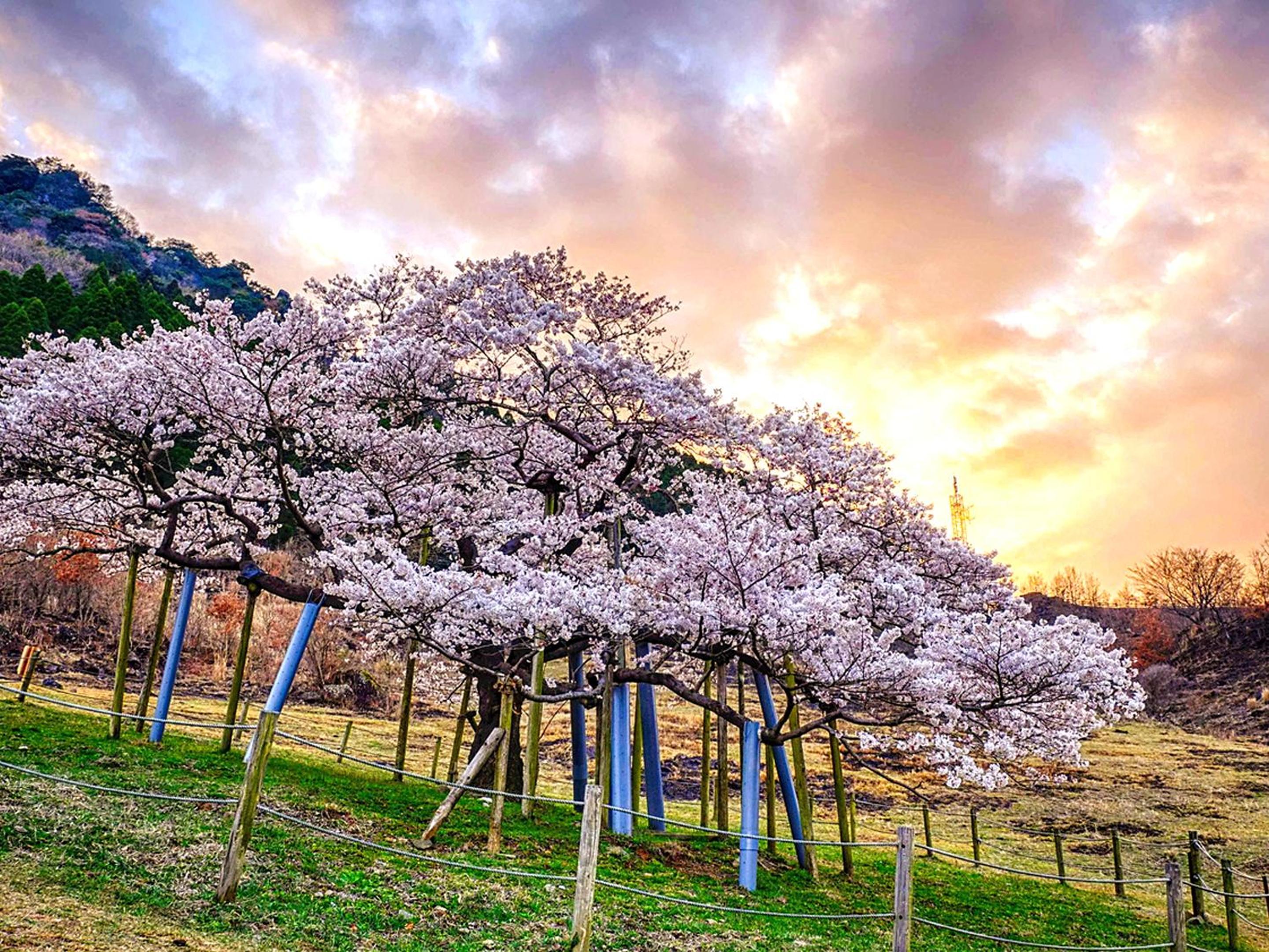 Shikino Mori