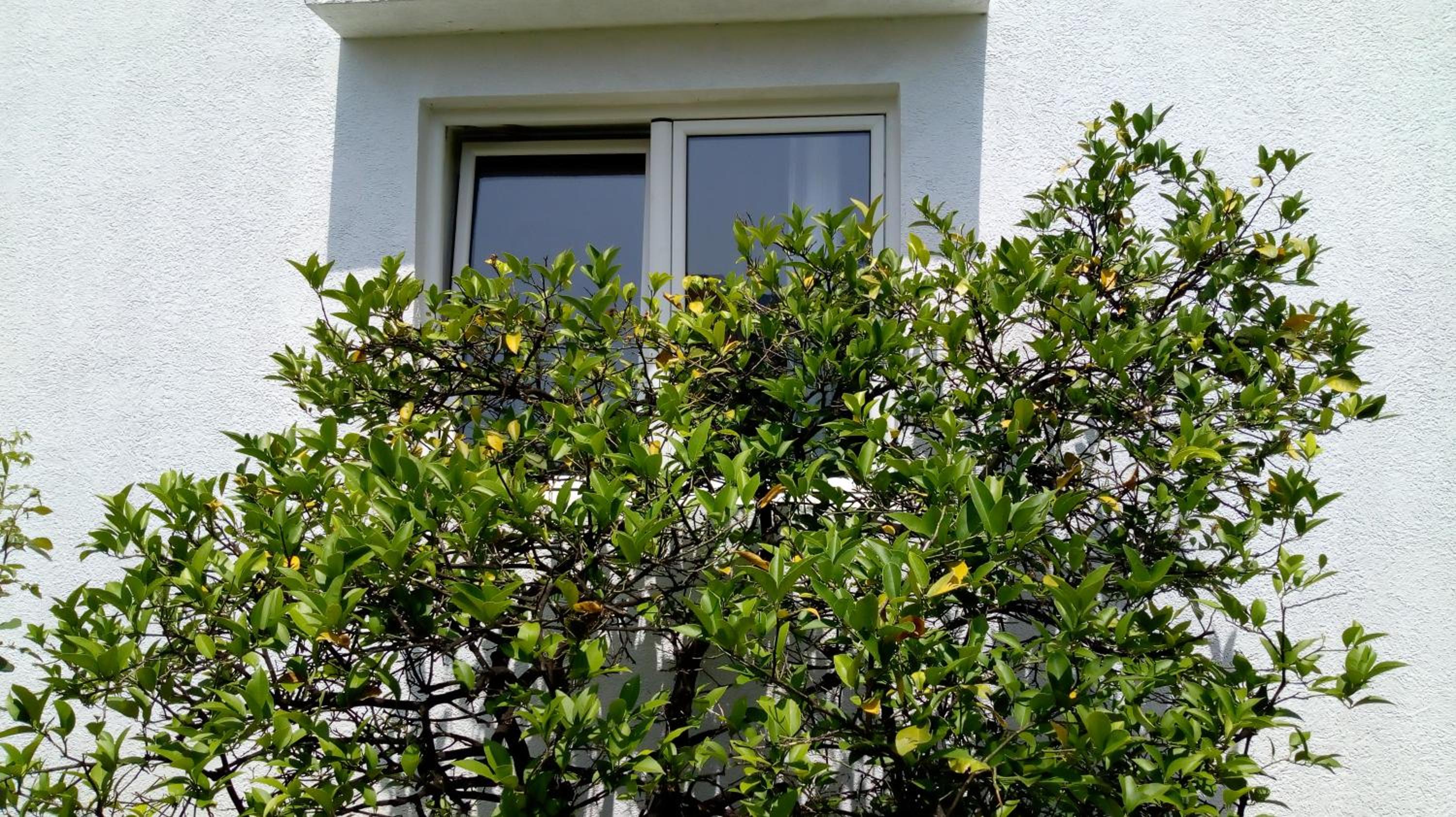 Tea apartments view 4