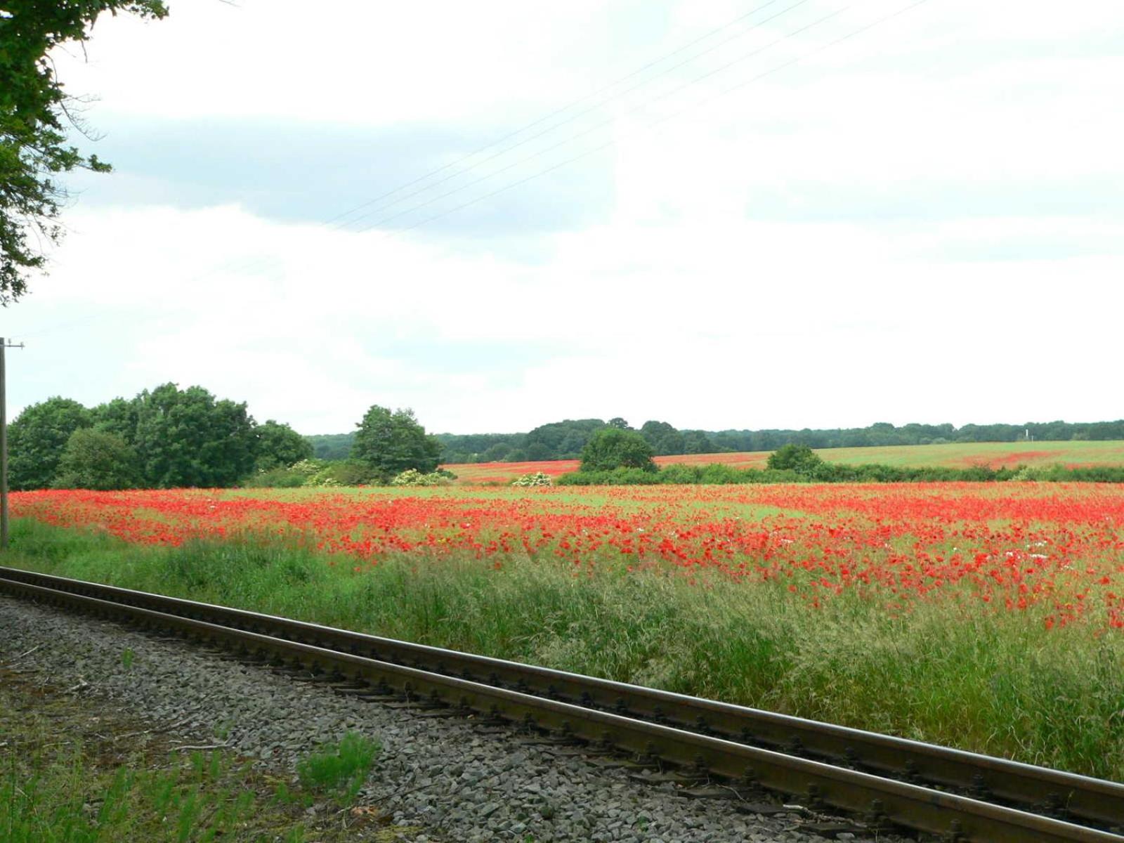 Photo 37