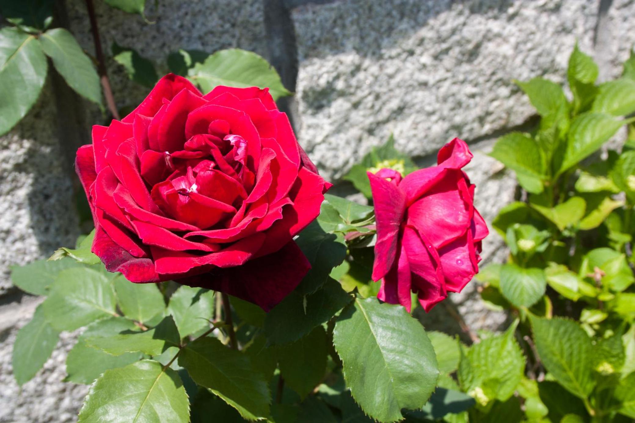 Photo 28