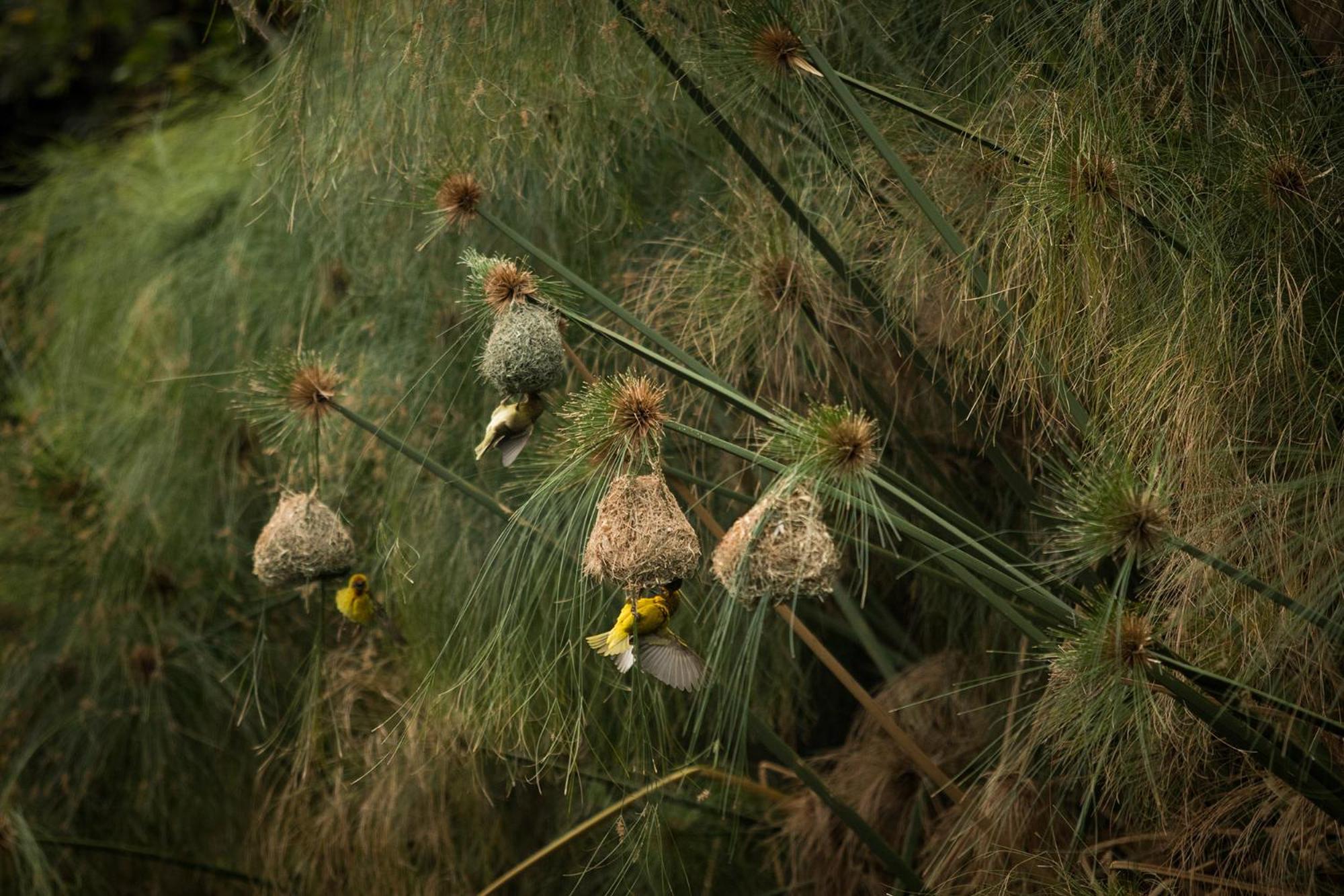 The Olive Thrush Cottage view 4