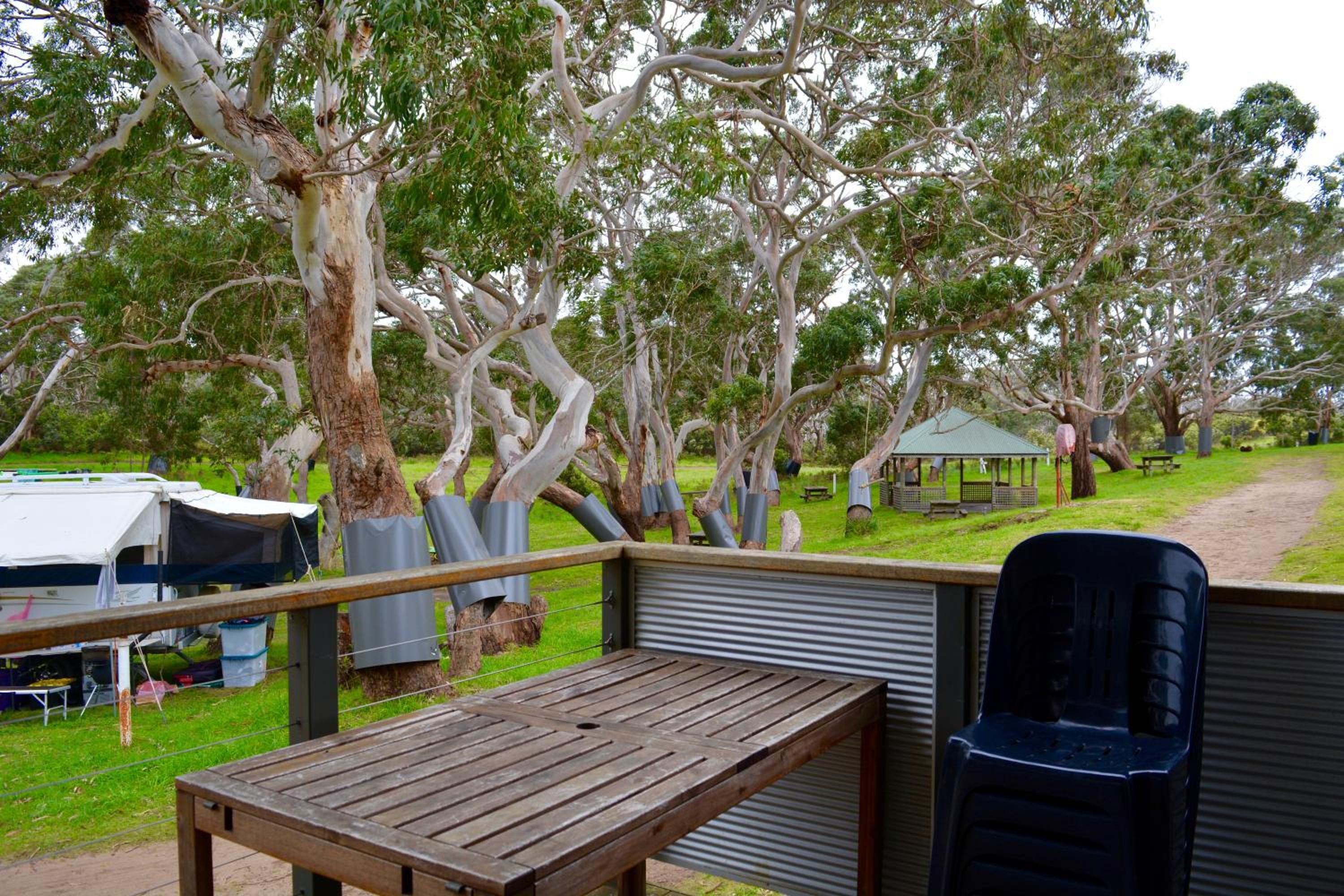 Bimbi Park - Camping Under Koalas