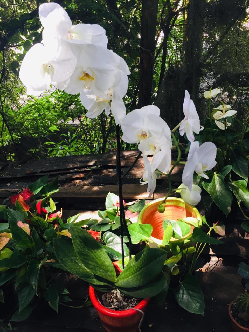 Sana El Jardin Secreto