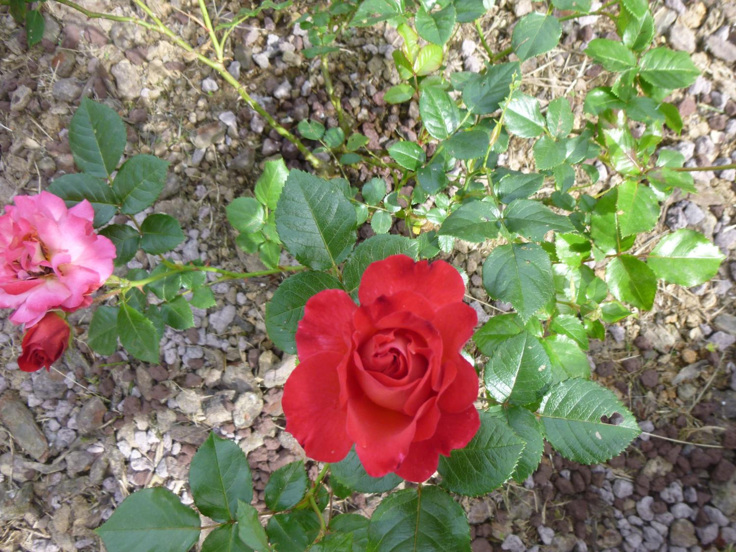 Photo 43
