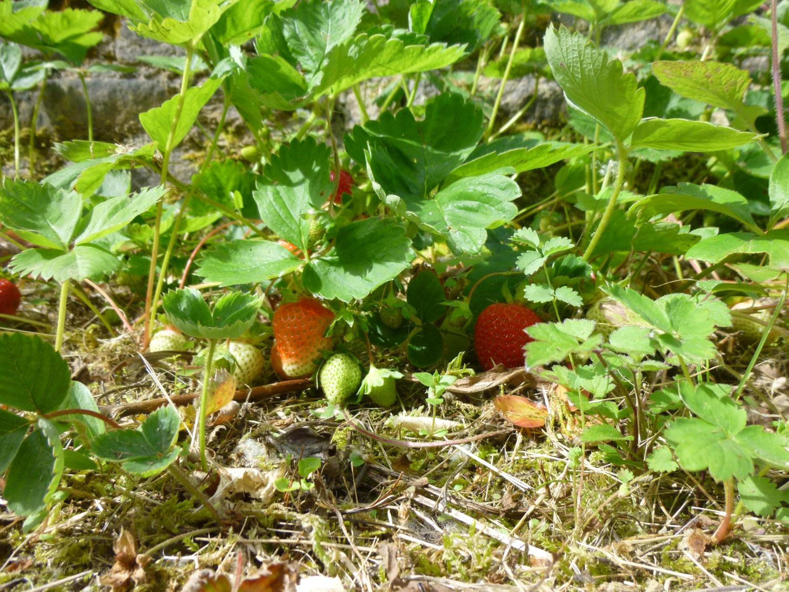 Photo 44