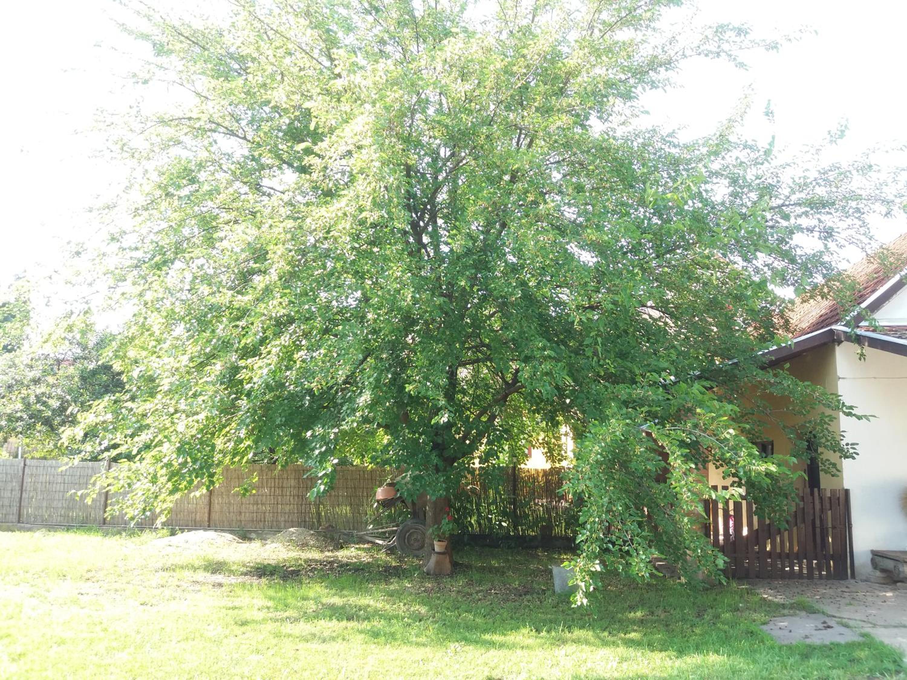 Photo 38