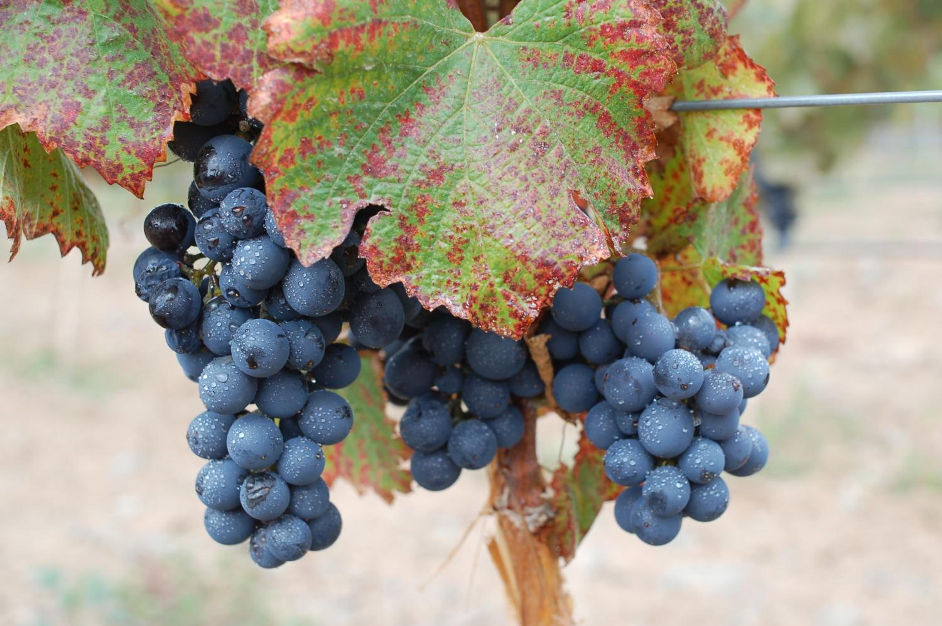 Miraluna Bodega Boutique