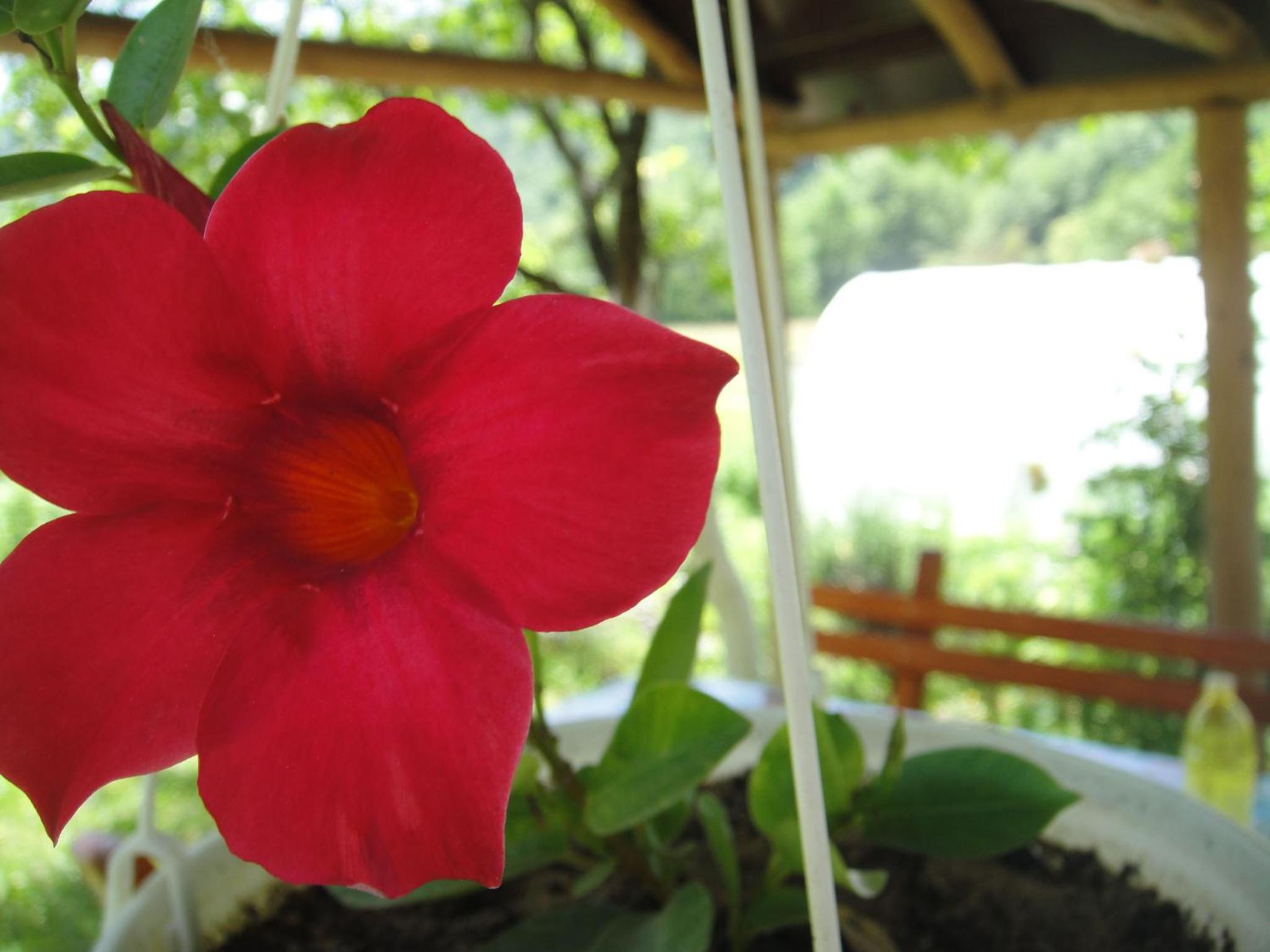 Photo 44