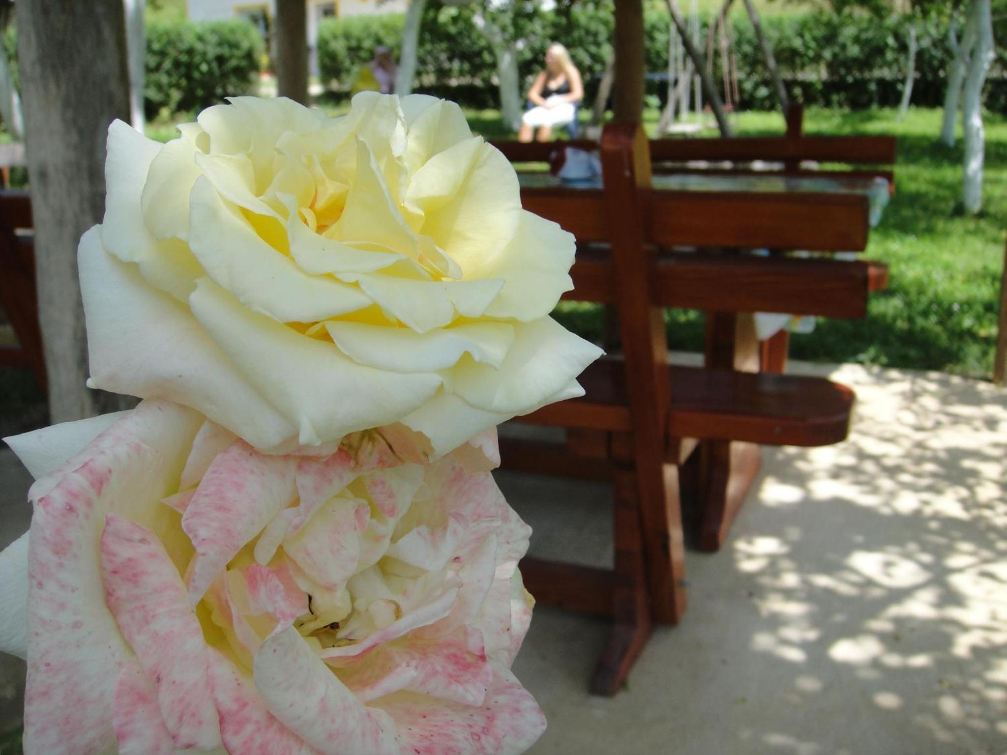 Photo 42