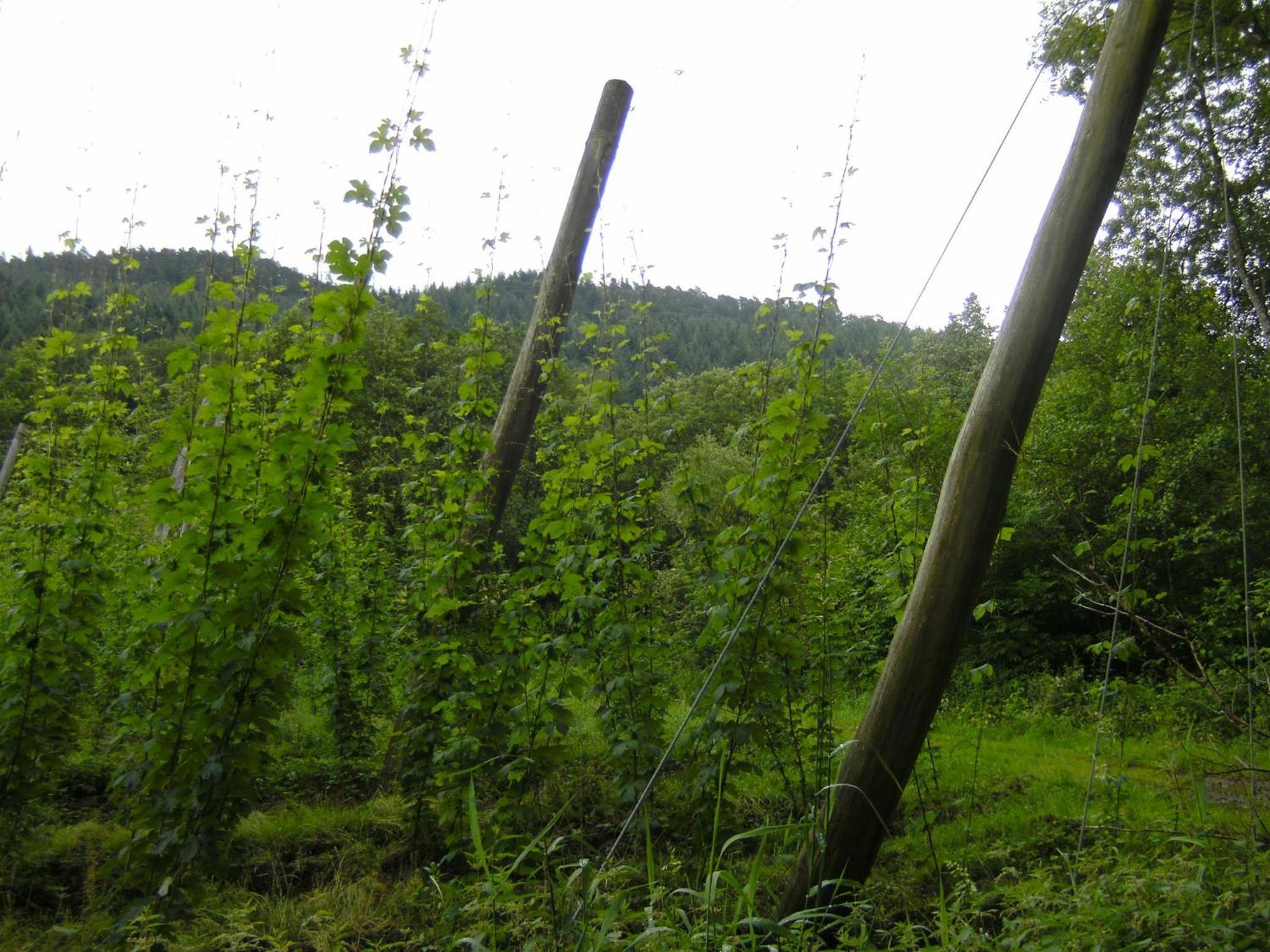 Pension Zum Golfstübchen