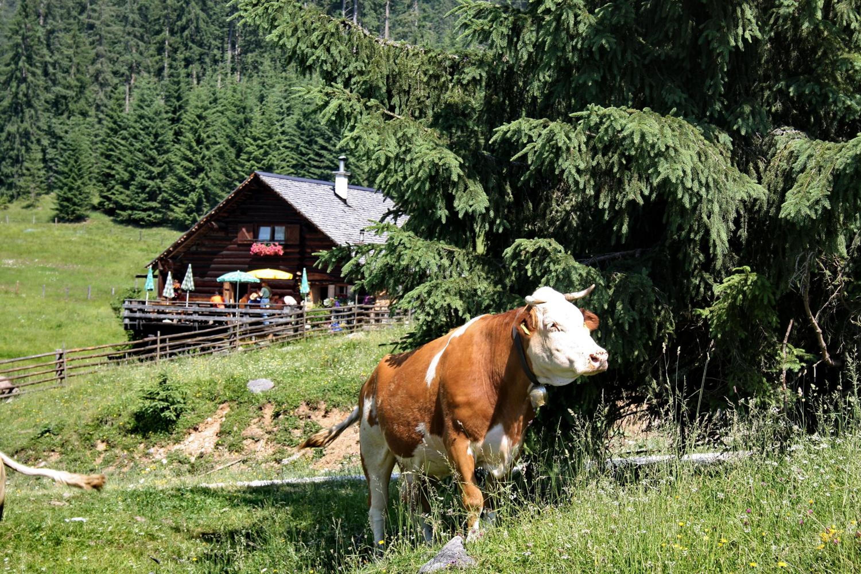 Chalet 164