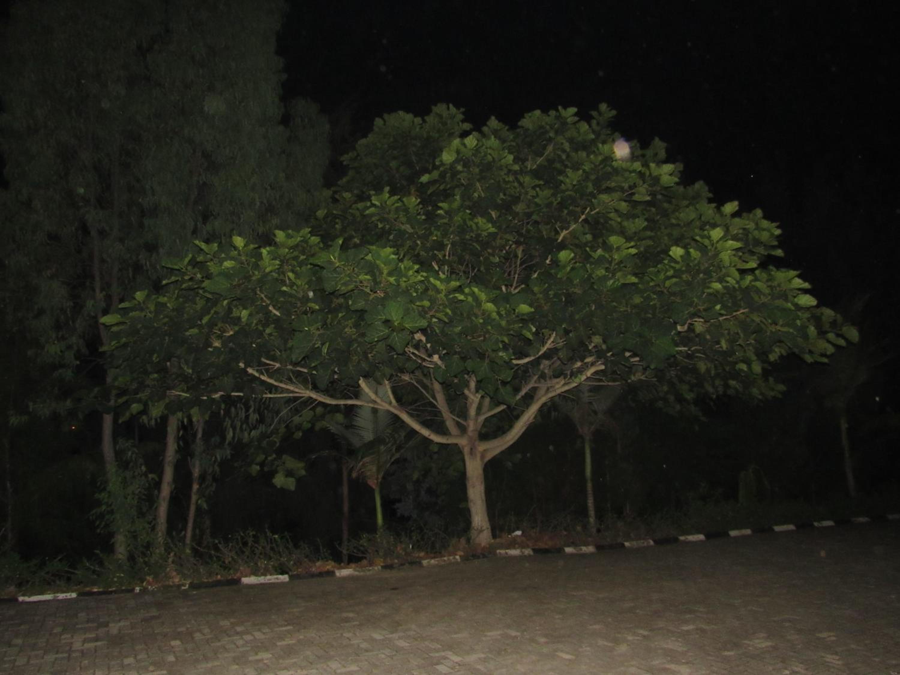 Photo 59
