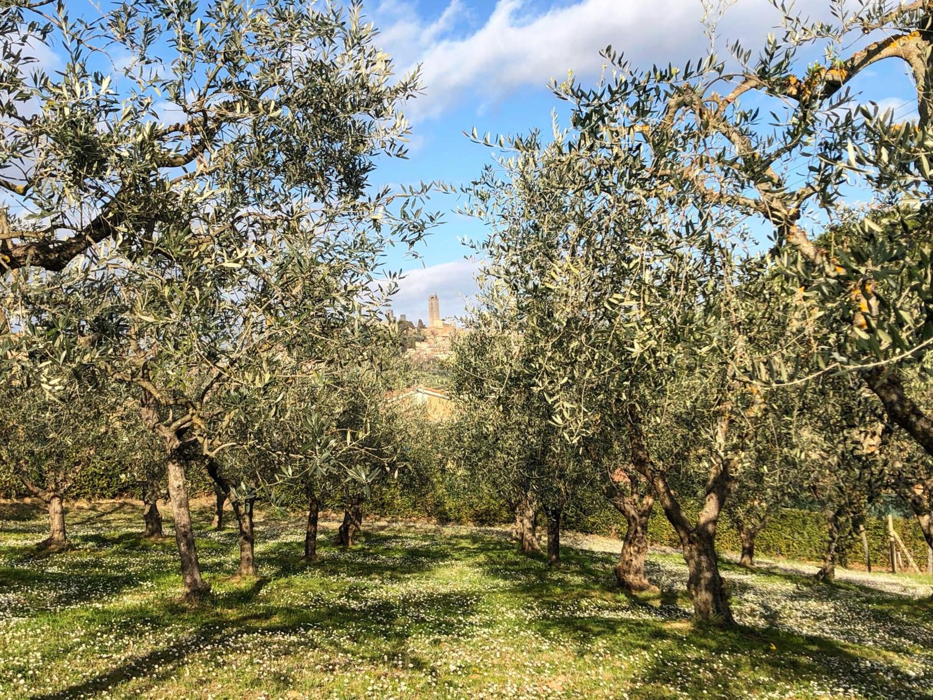 Podere Bellavista