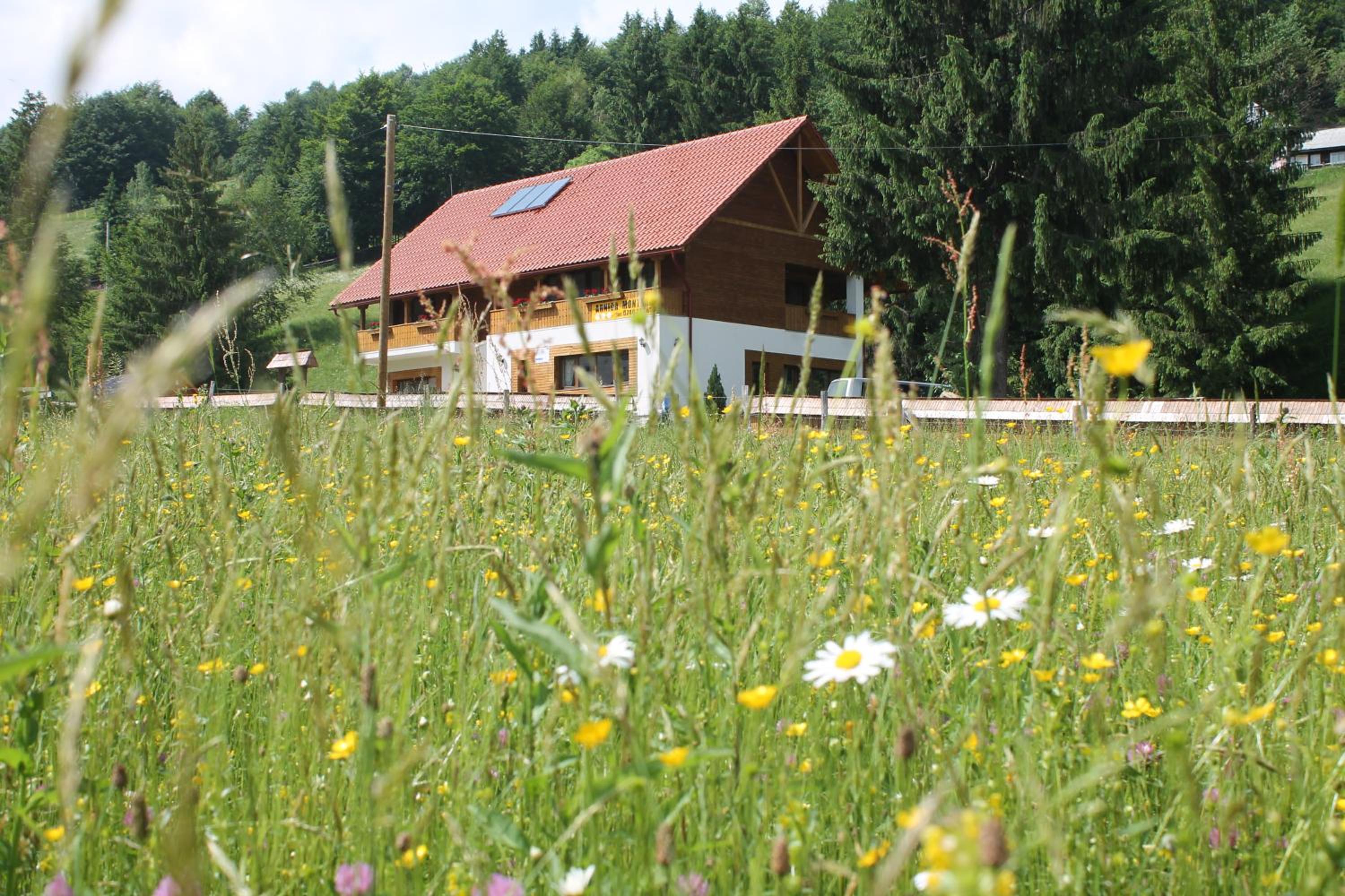 Arnica Montana view 2