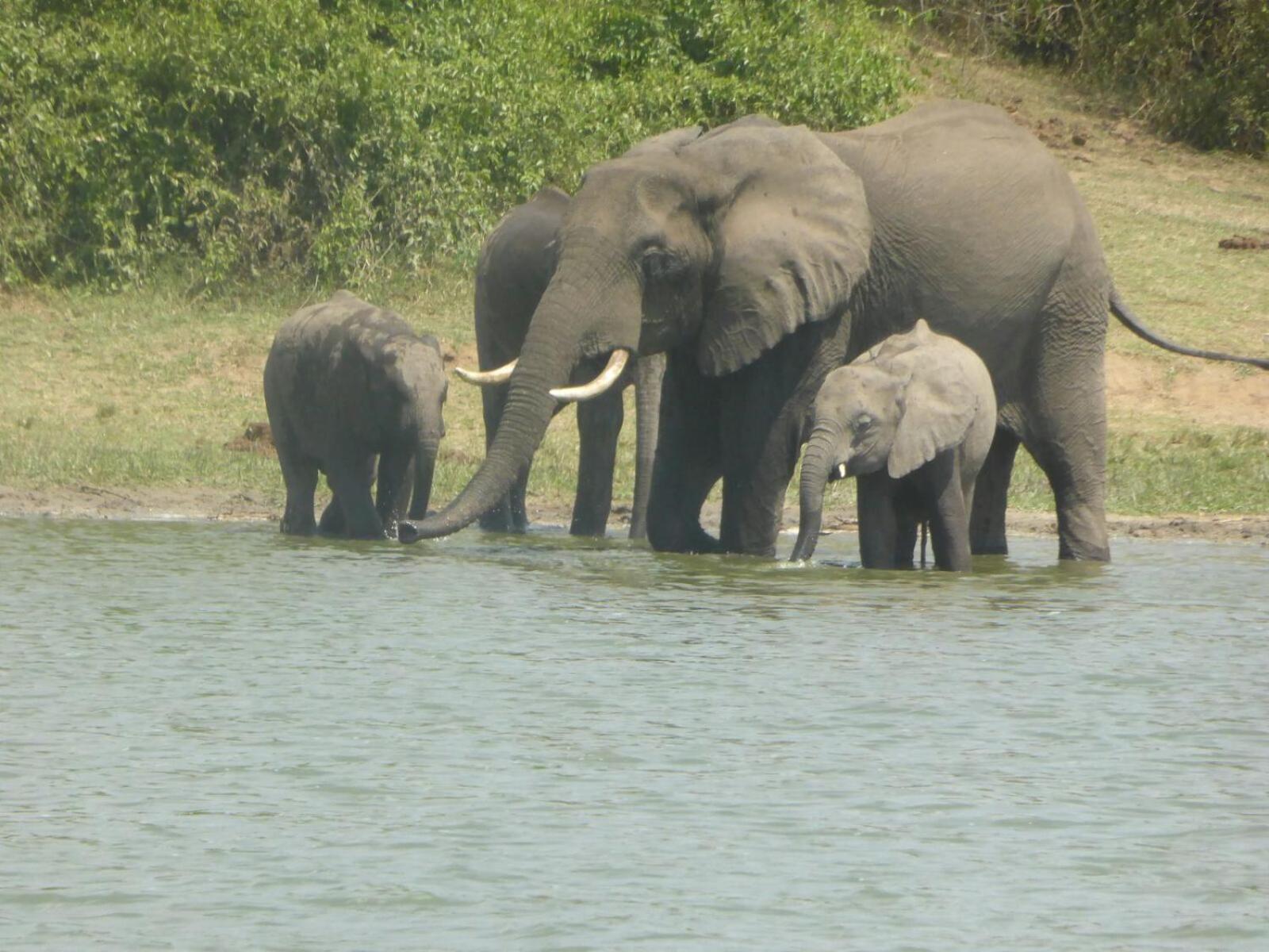 Irungu Forest Safari Lodge view 4