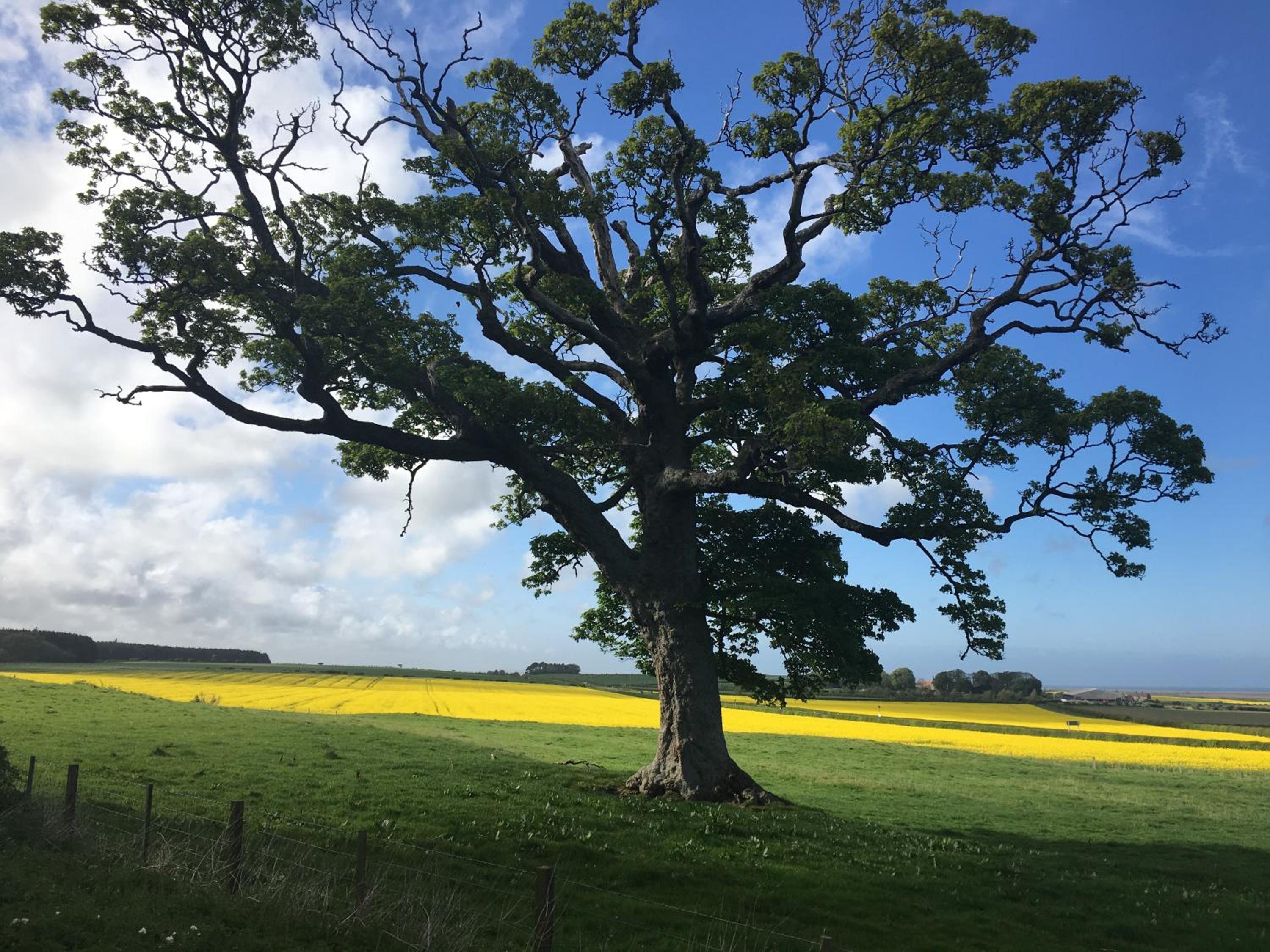 Buckton Farmhouse view 3