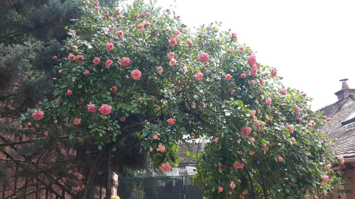la maison rose: lieu atypique view 5