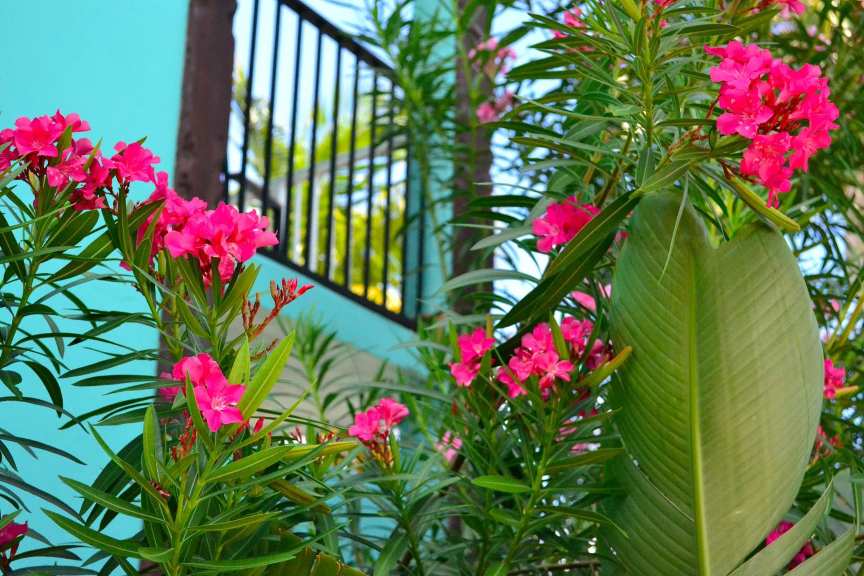 Emerald Beach Resort - Photo 11