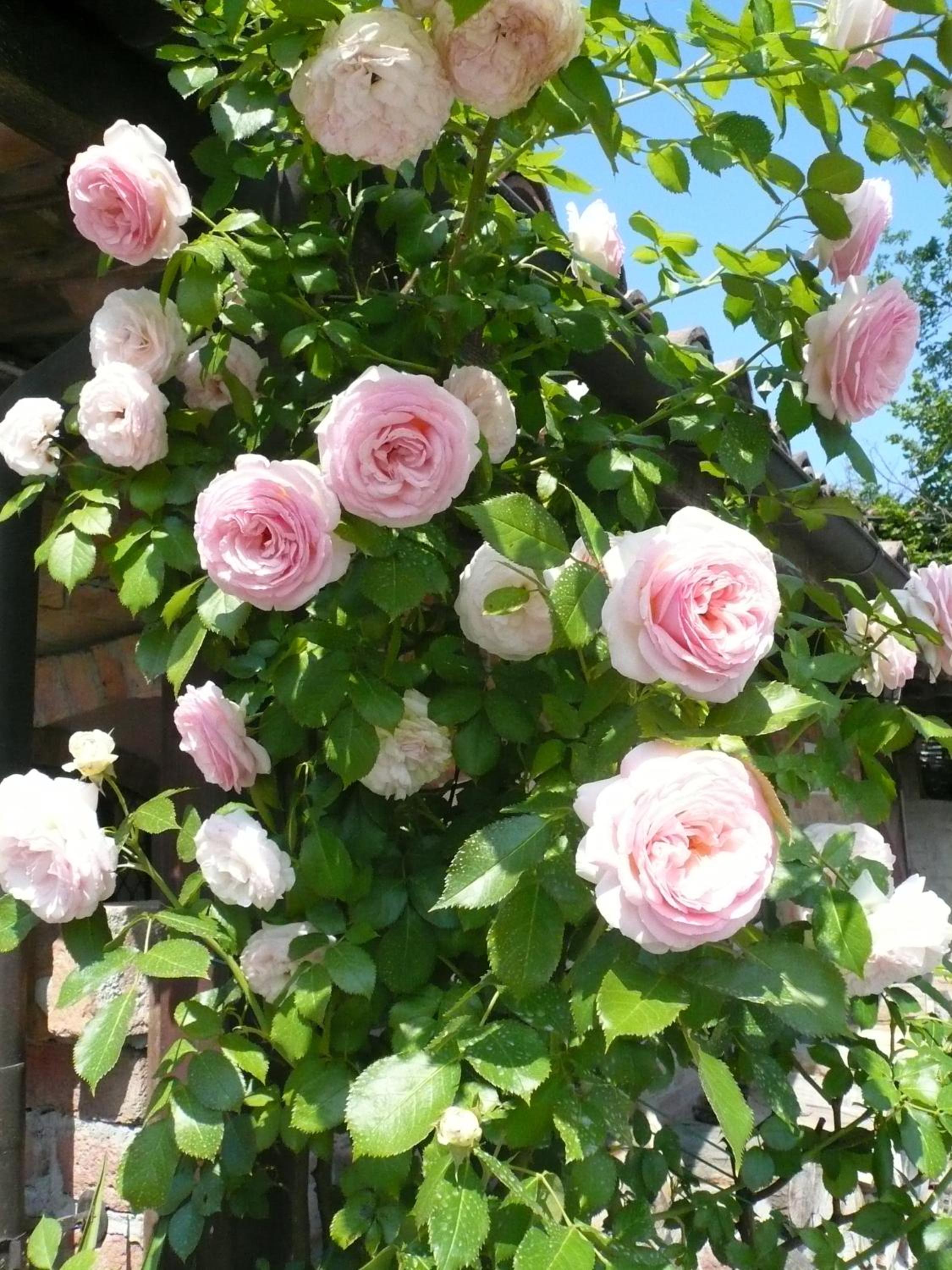 Photo 46