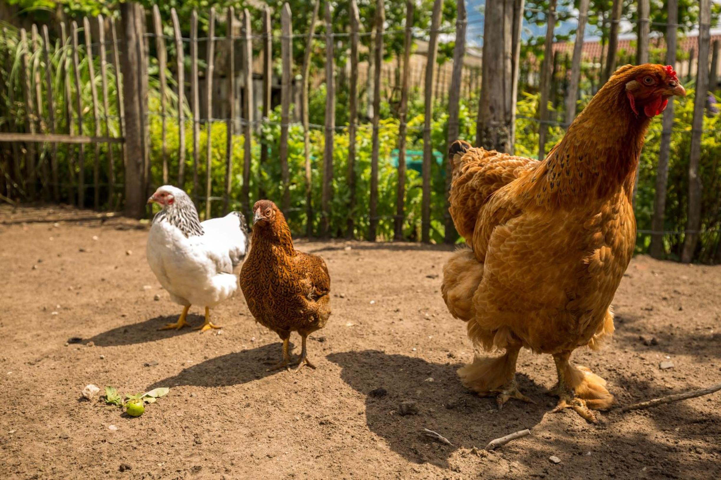 Landelijk logeren bij De Witte Kip - Property Image 1