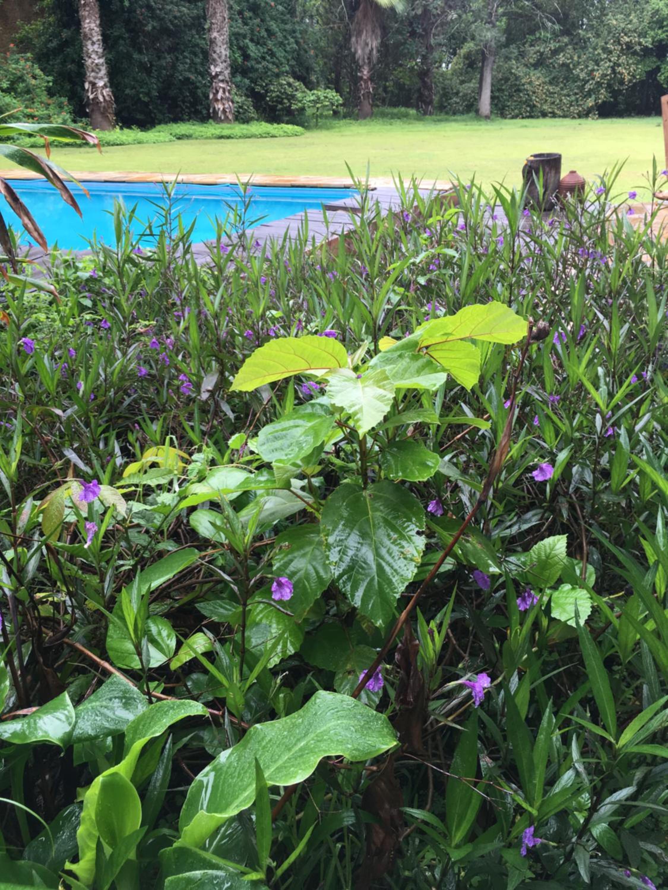 Meru House Lekisilai