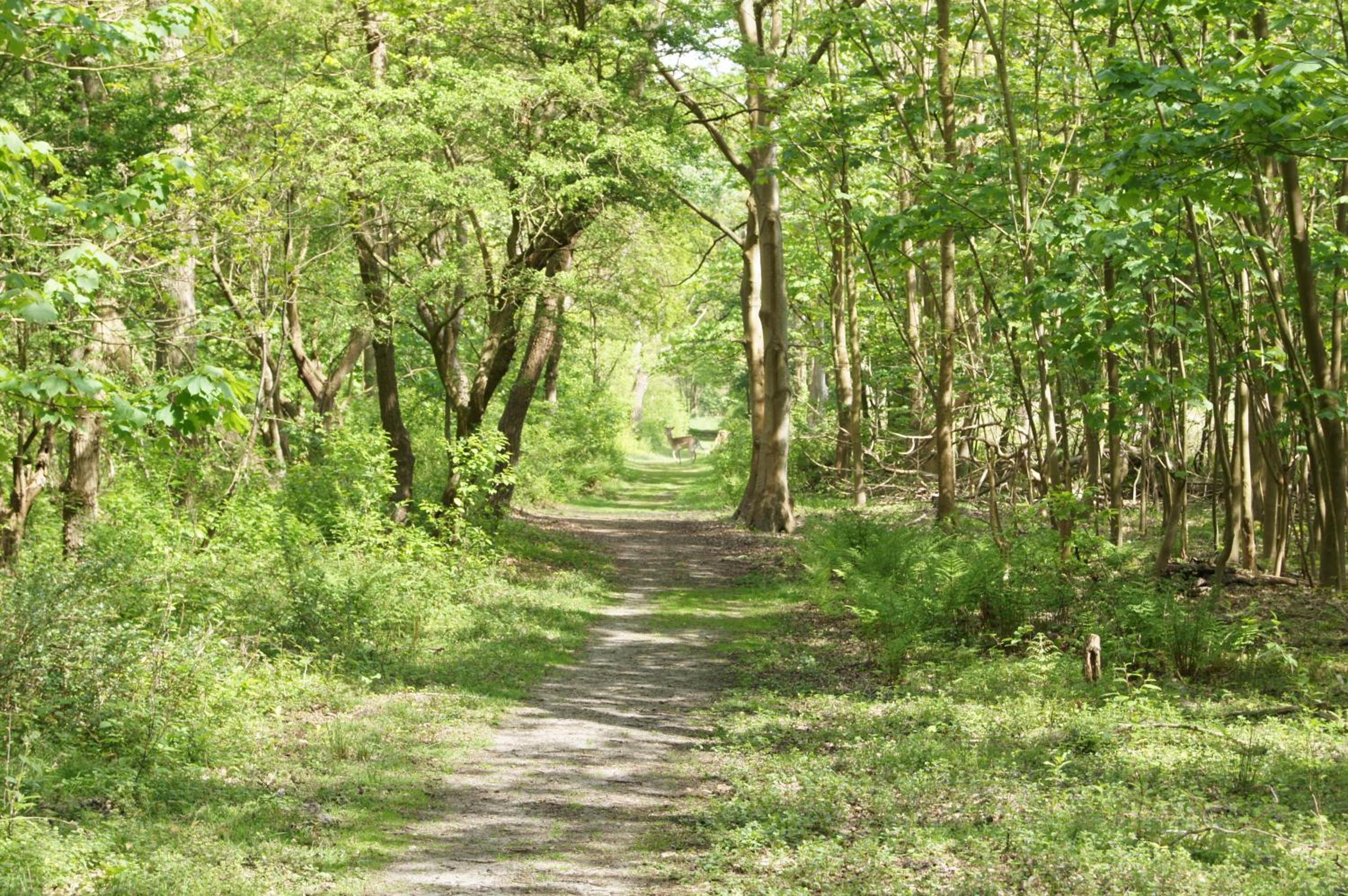 Photo 42