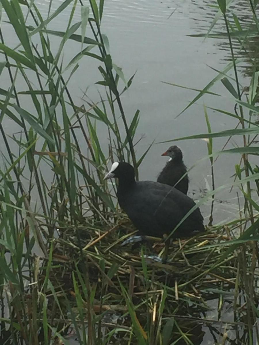 Logies De Meerkoet