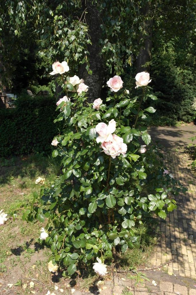 Photo 26