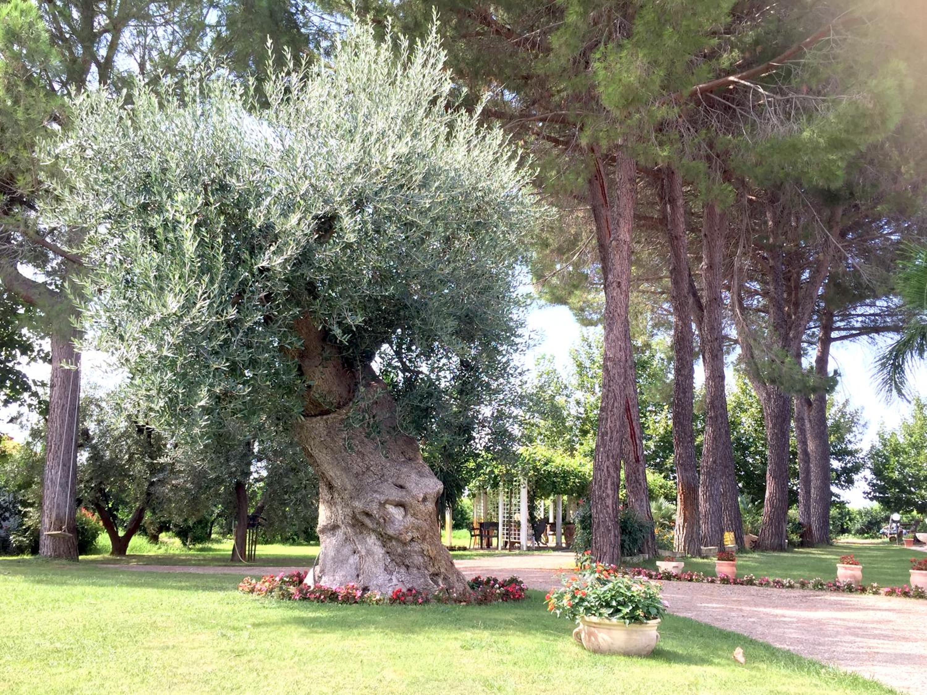 Agriturismo La Stornara, Petfriendly & EV Friendly