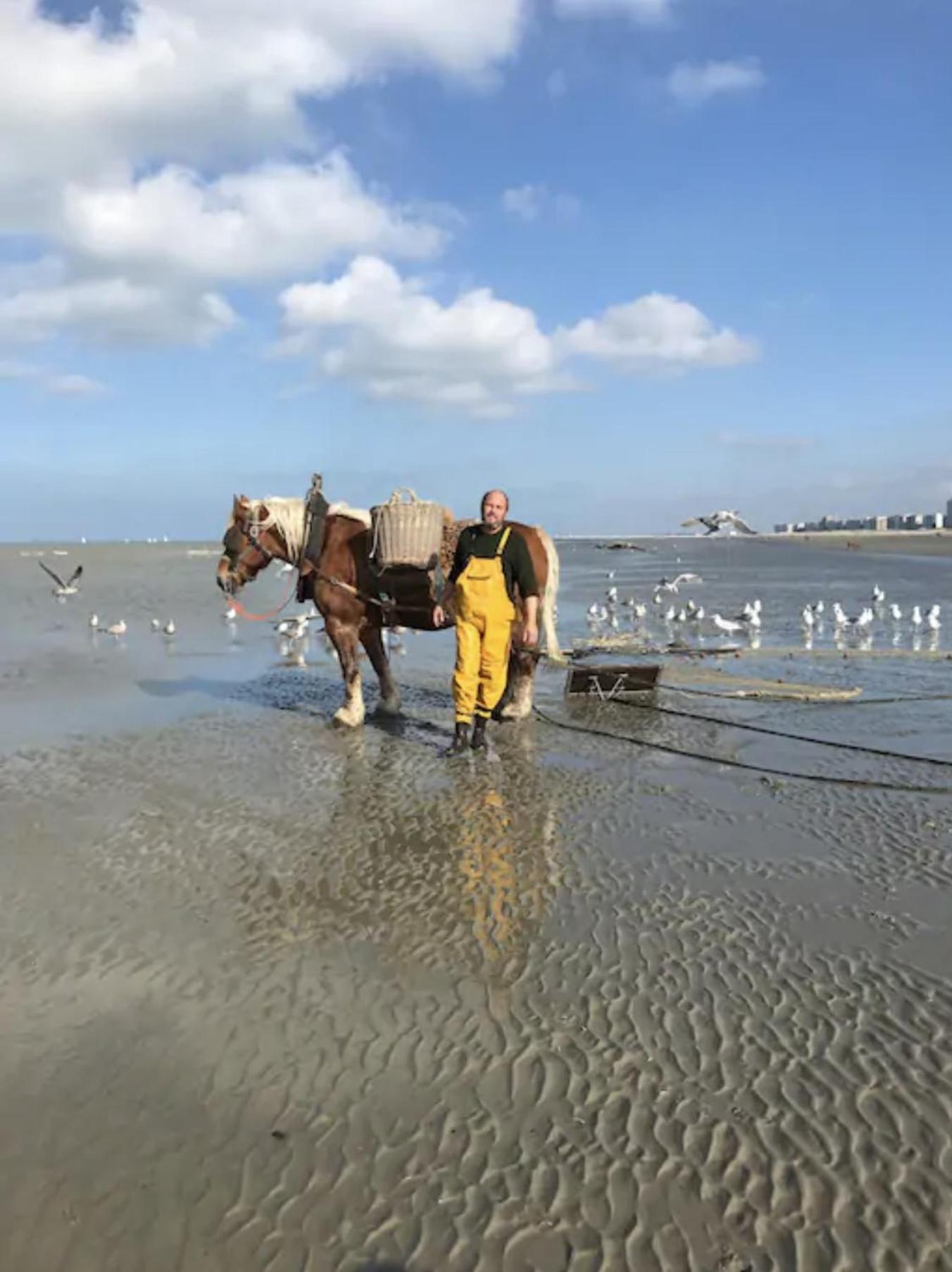 Zeesymfonie Oostduinkerke view 4